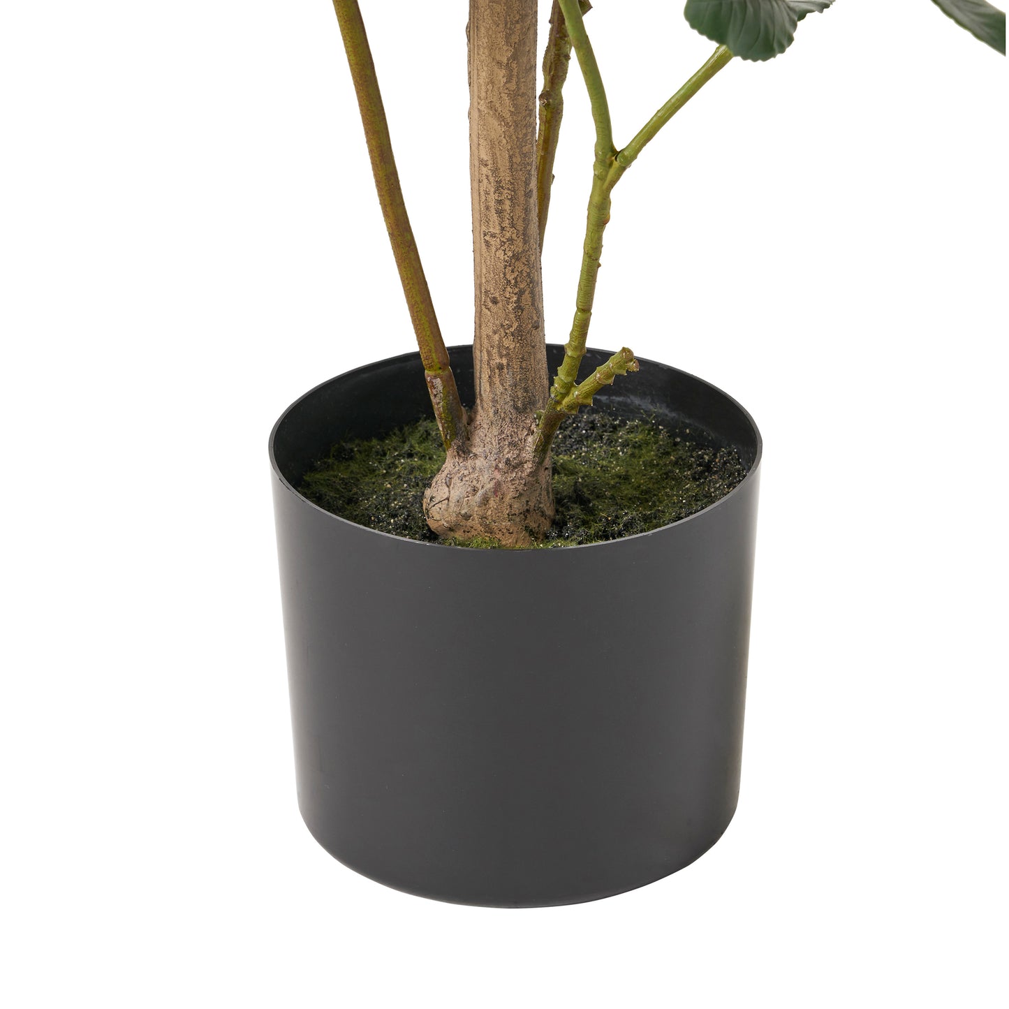 Closeup of a realistic artificial ficus tree trunk with textured bark in a black planter