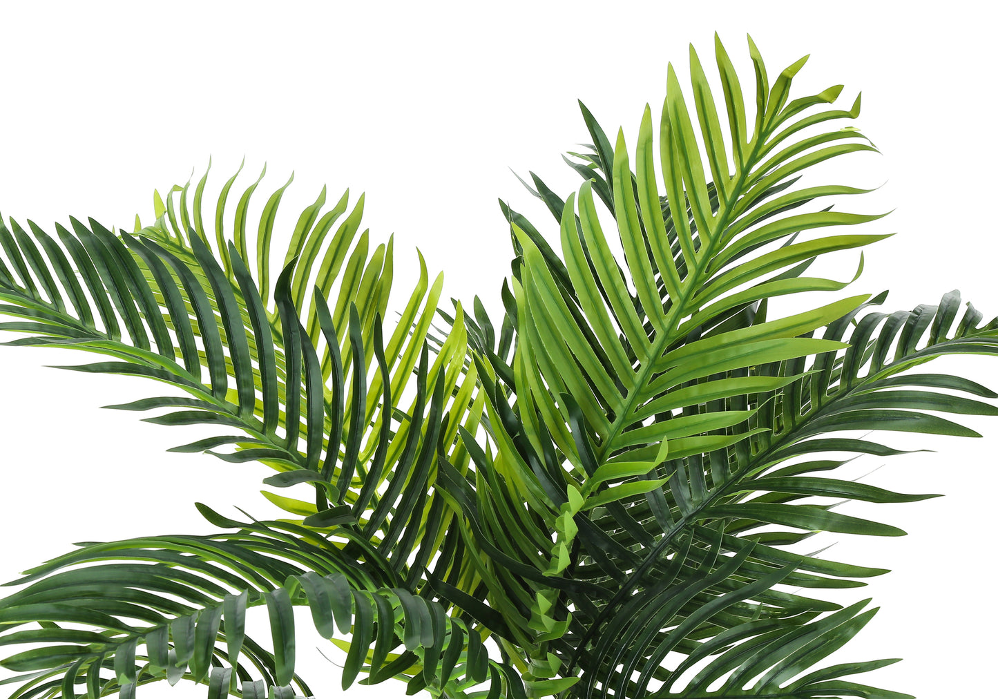 Closeup of lush green palm fronds perfect for tropical decor