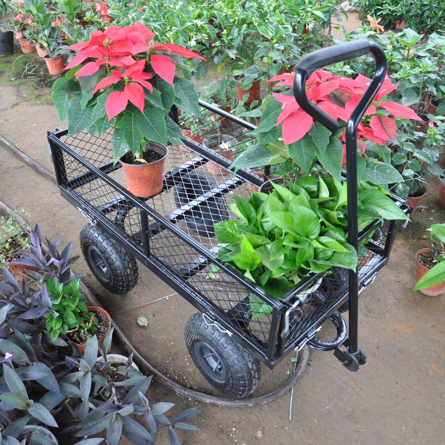 Black metal garden cart with red poinsettias and green plants for easy transport
