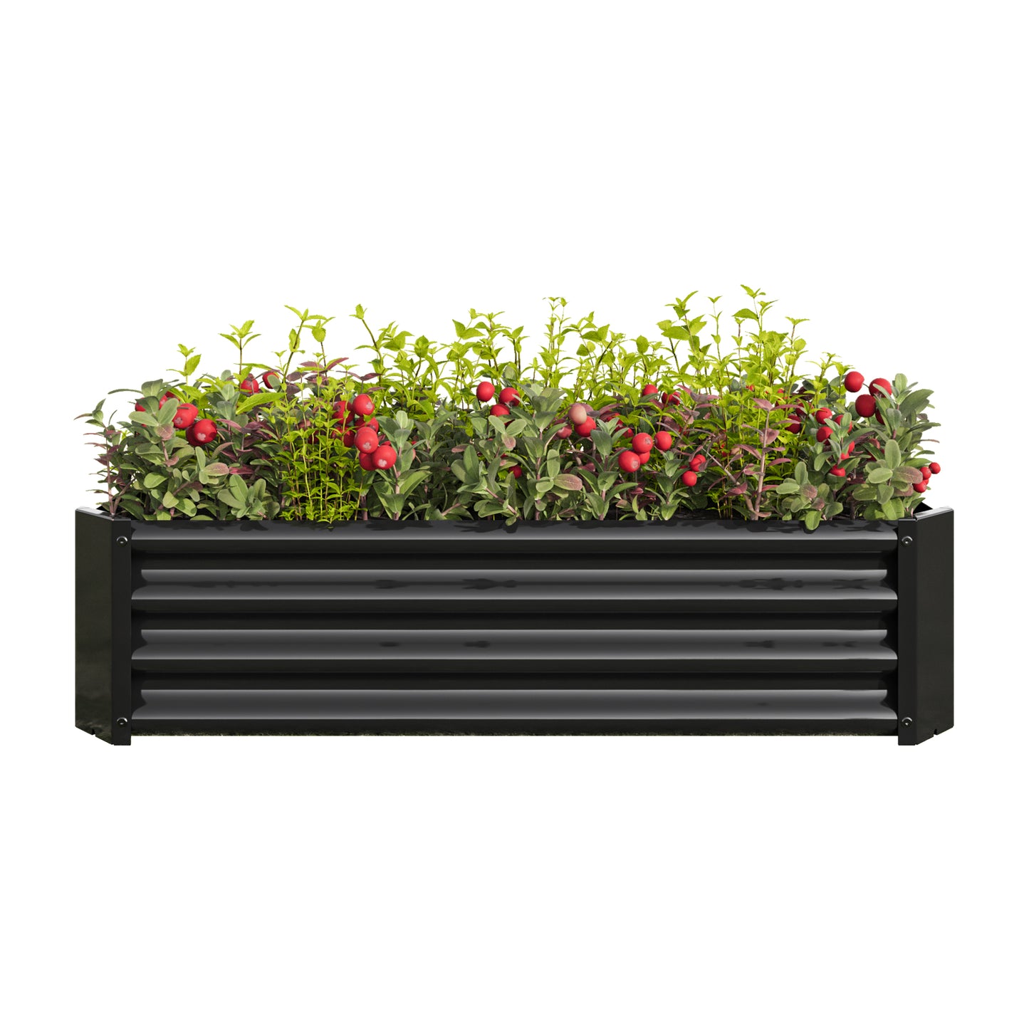 Raised garden bed with mature berry plants and red fruit black corrugated metal construction