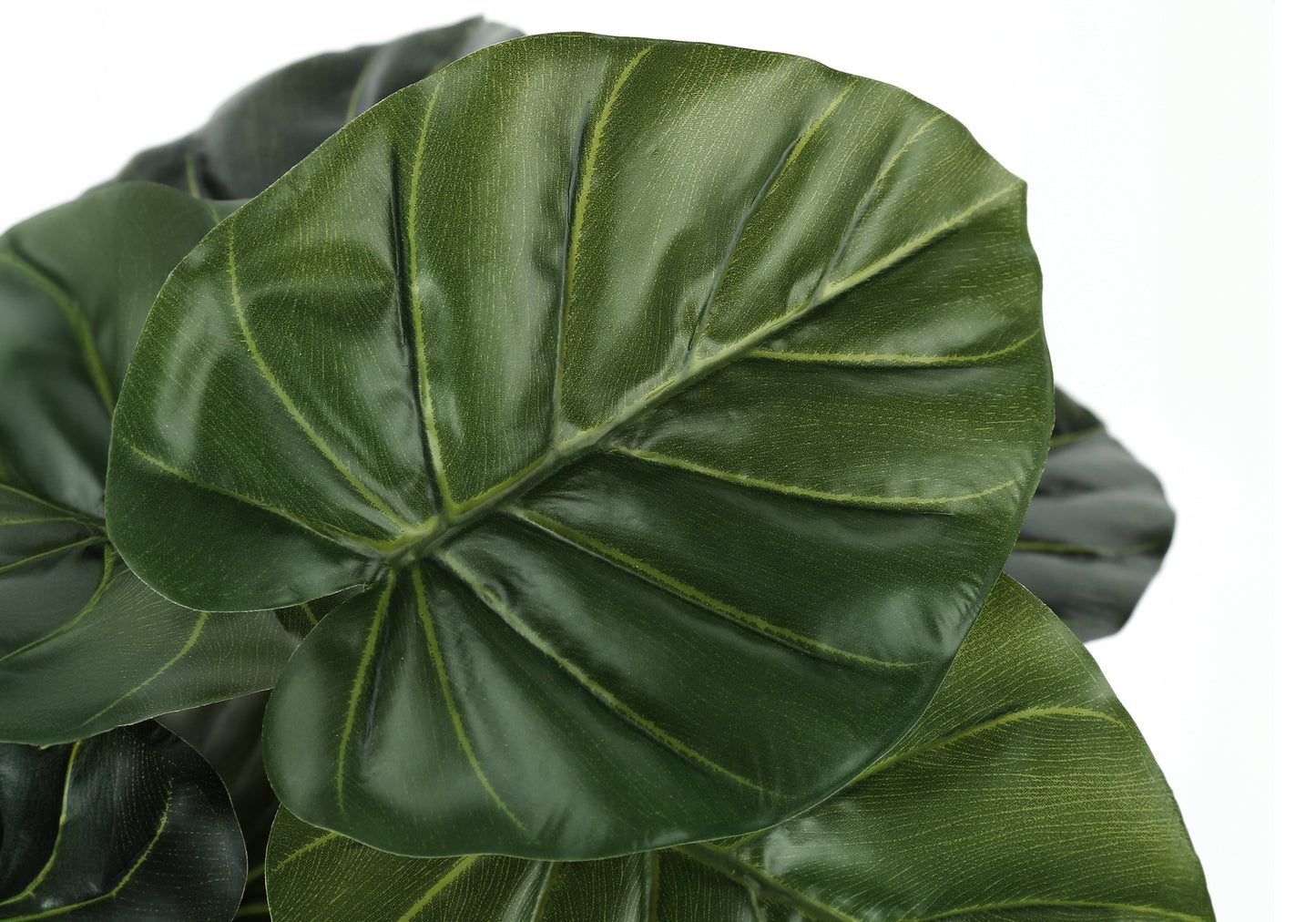 Closeup of lush dark green fiddle leaf fig leaves with prominent veins