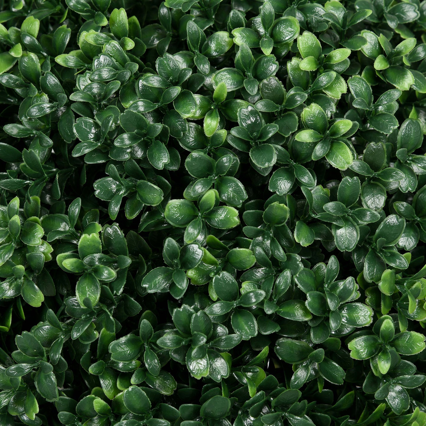 Closeup of lush dark green artificial boxwood leaves perfect for outdoor decor
