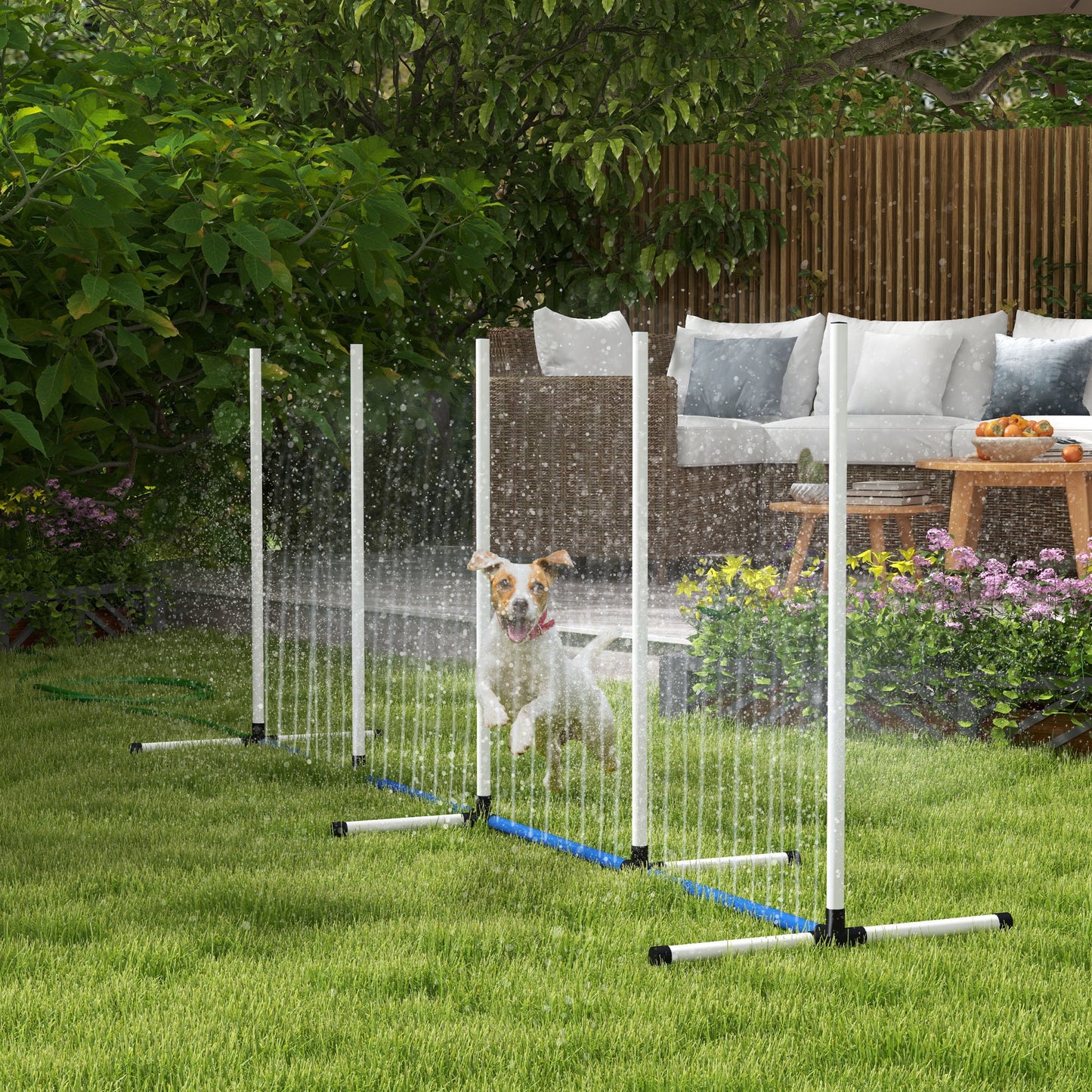 Dog agility jump training setup with sprinklers a Jack Russell terrier running through