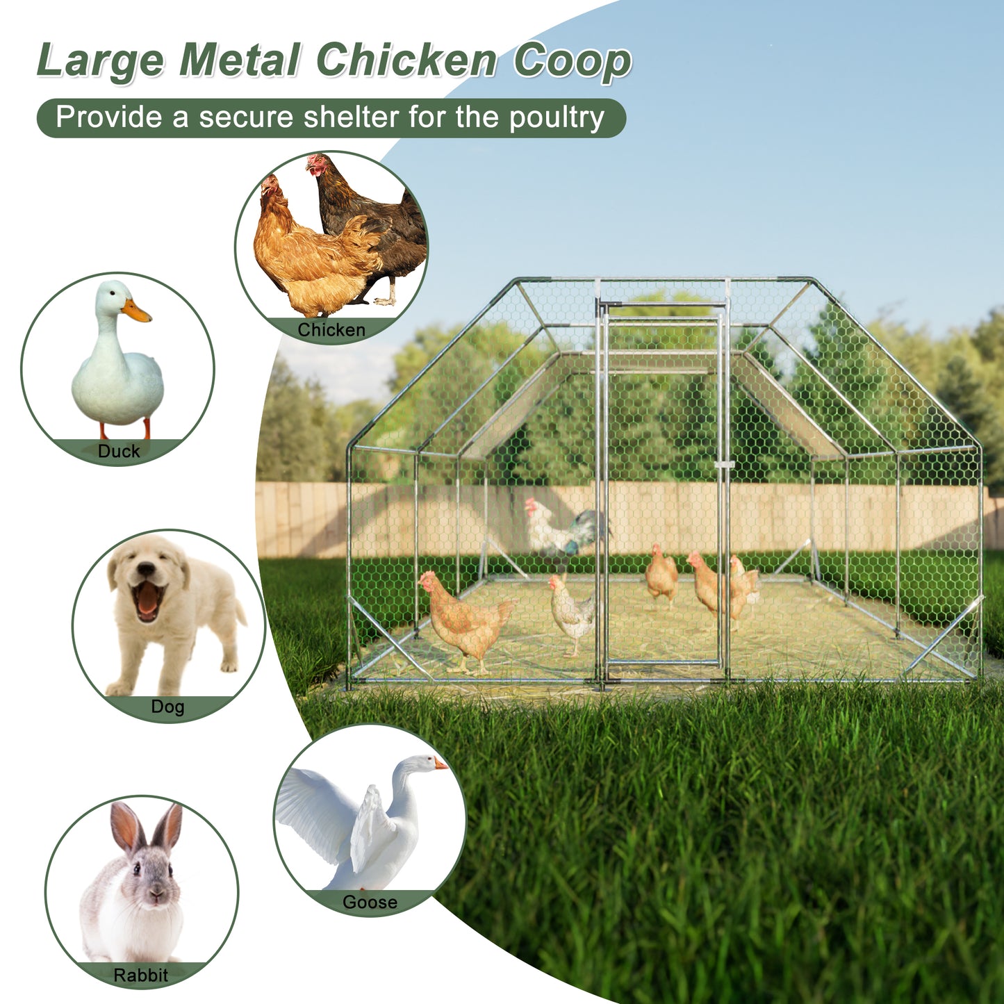 Spacious metal chicken coop providing secure outdoor shelter for poultry