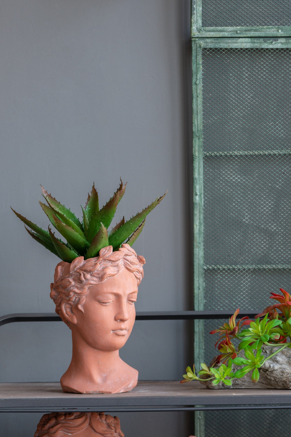 Terracotta bust planter with a laurel wreath and aloe vera plant
