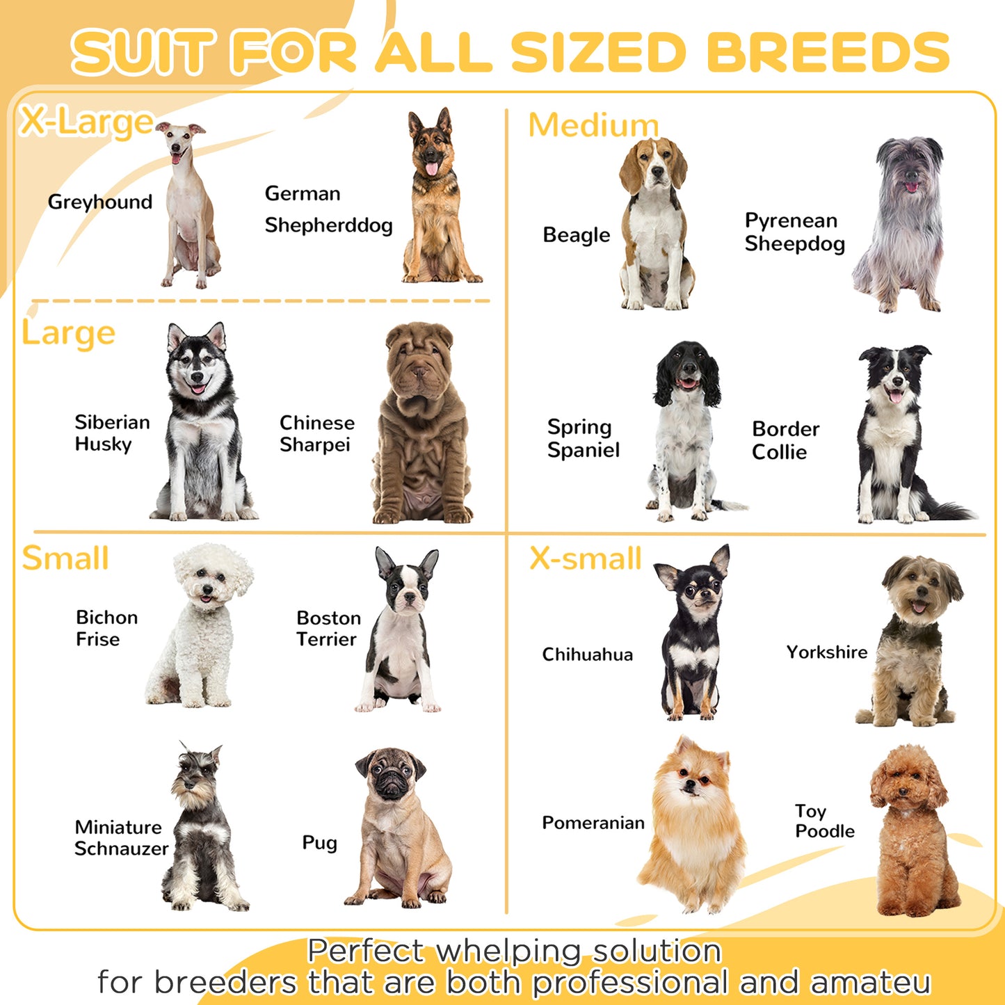Light fawn Greyhound sitting alertly an xlarge breed for comfortable whelping