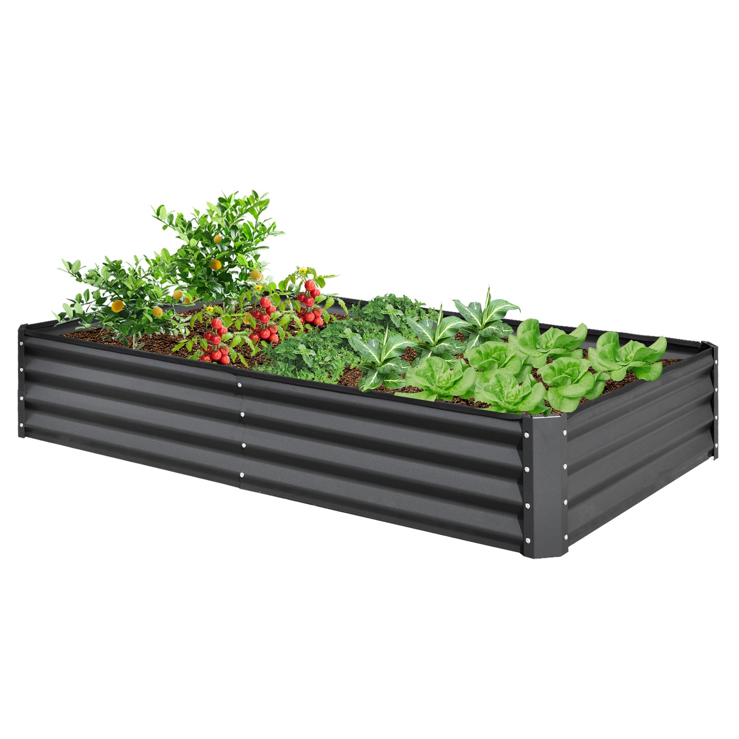 Dark gray metal raised garden bed filled with various vegetables and citrus plants