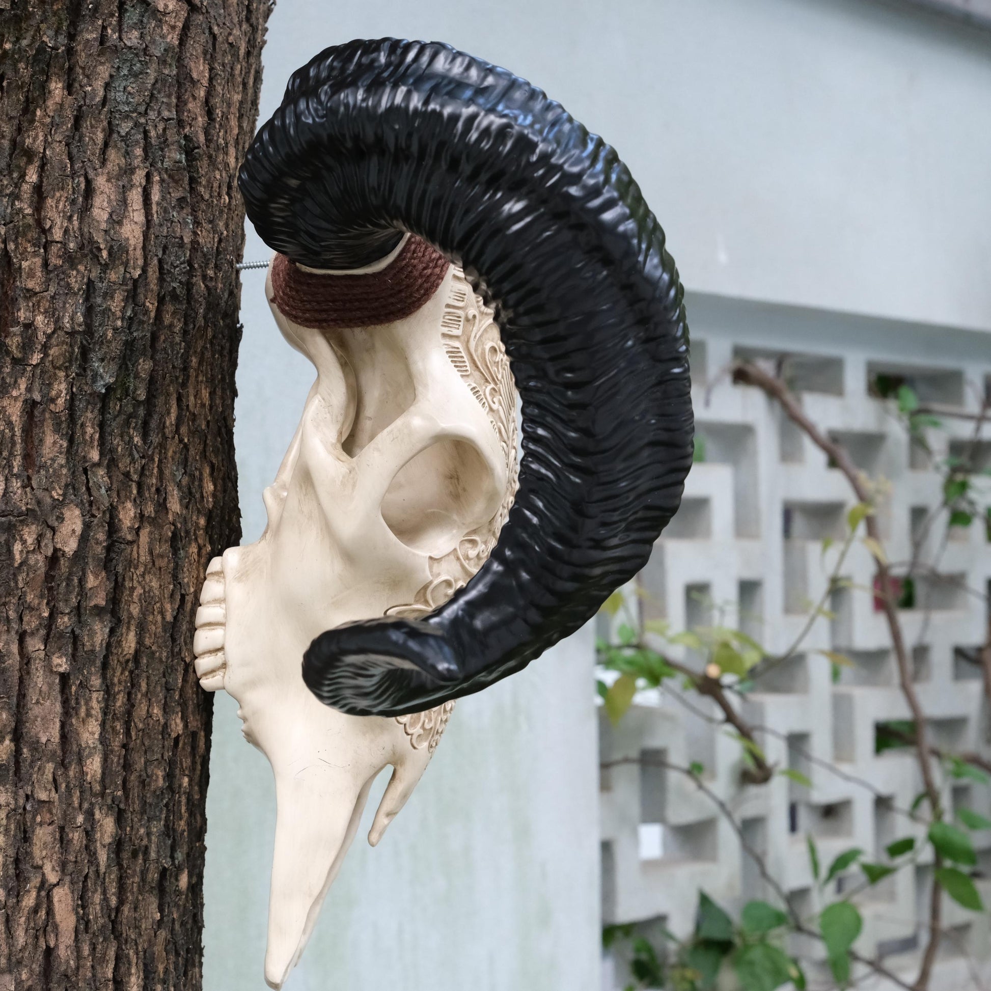 Ram skull decor with black curly horns