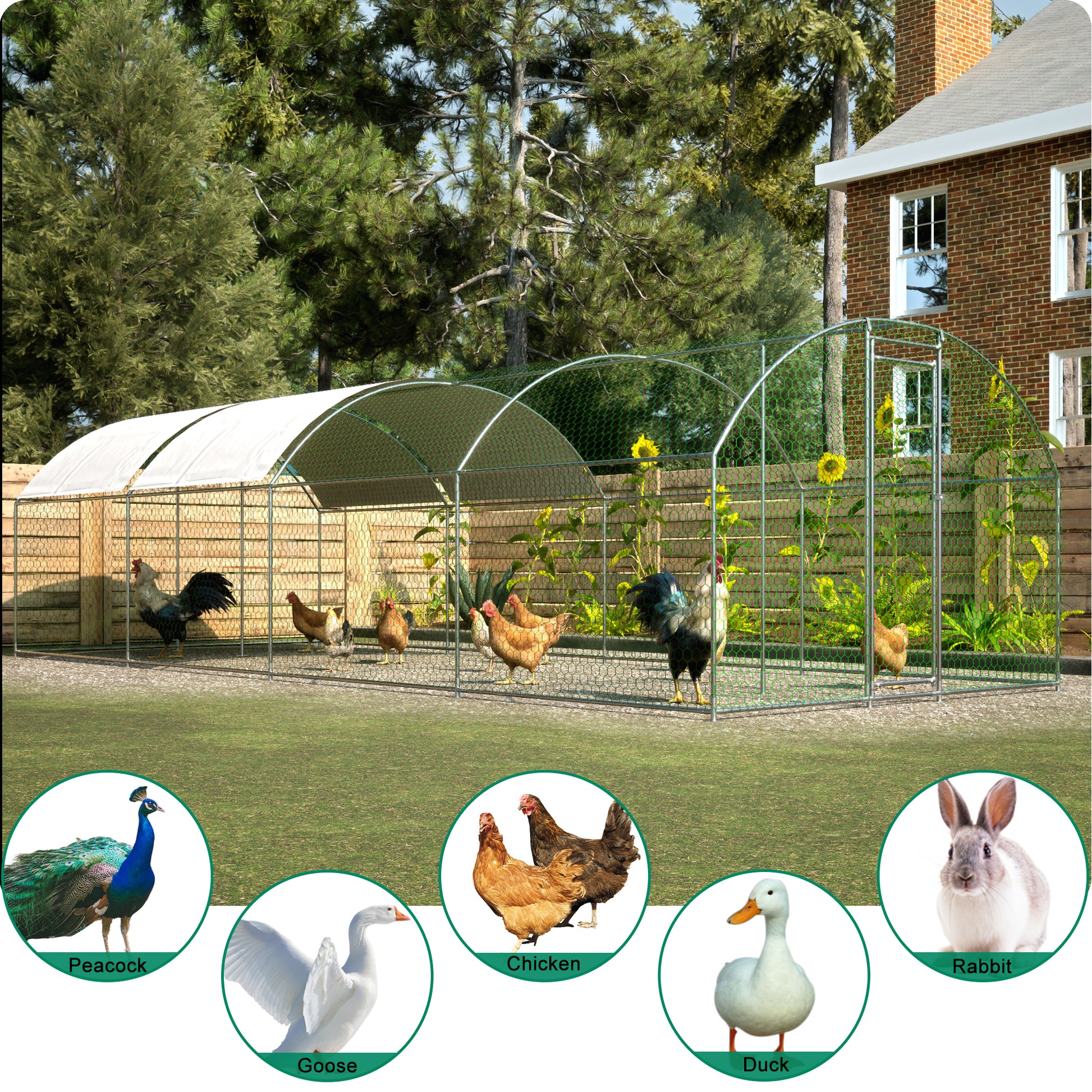 Large walkin chicken coop with metal frame and white roof cover