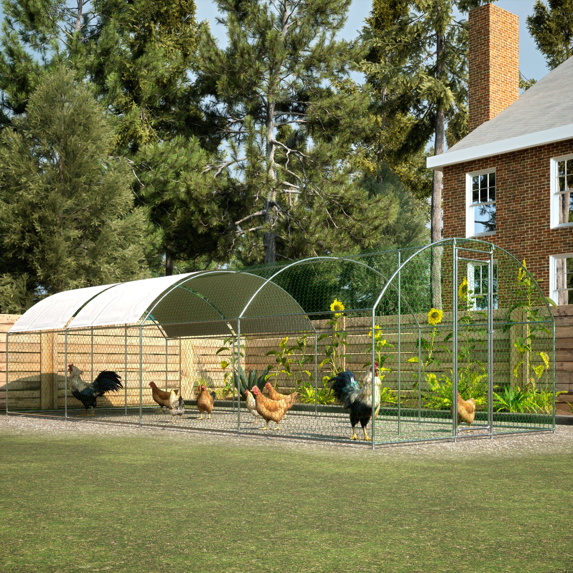 Spacious outdoor chicken coop with multiple chickens roaming freely