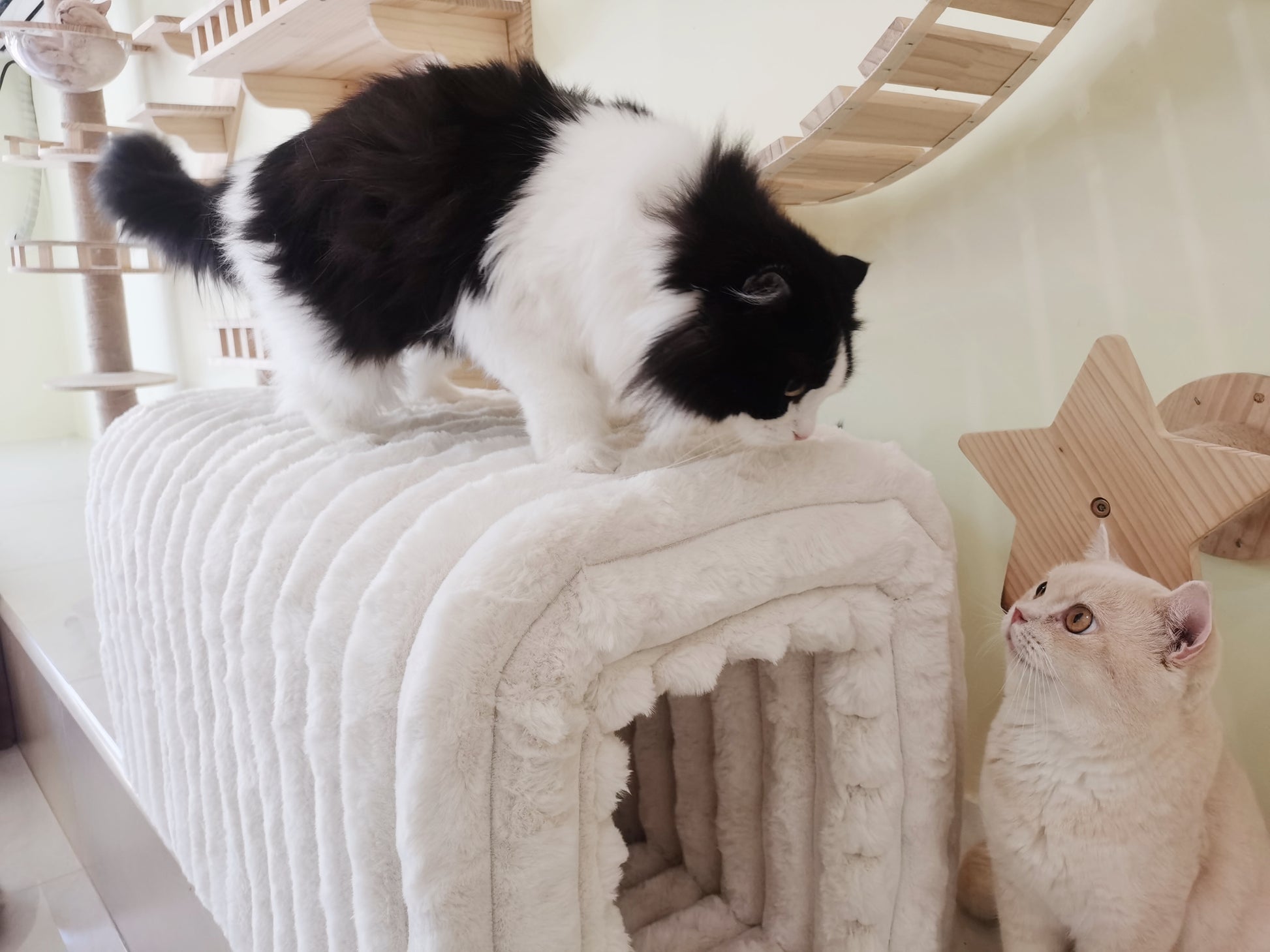 Black and white cat on plush tunnel cat furniture