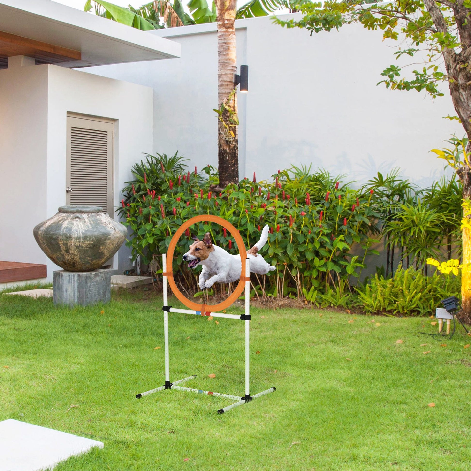White Jack Russell terrier jumps through orange agility hoop outdoors