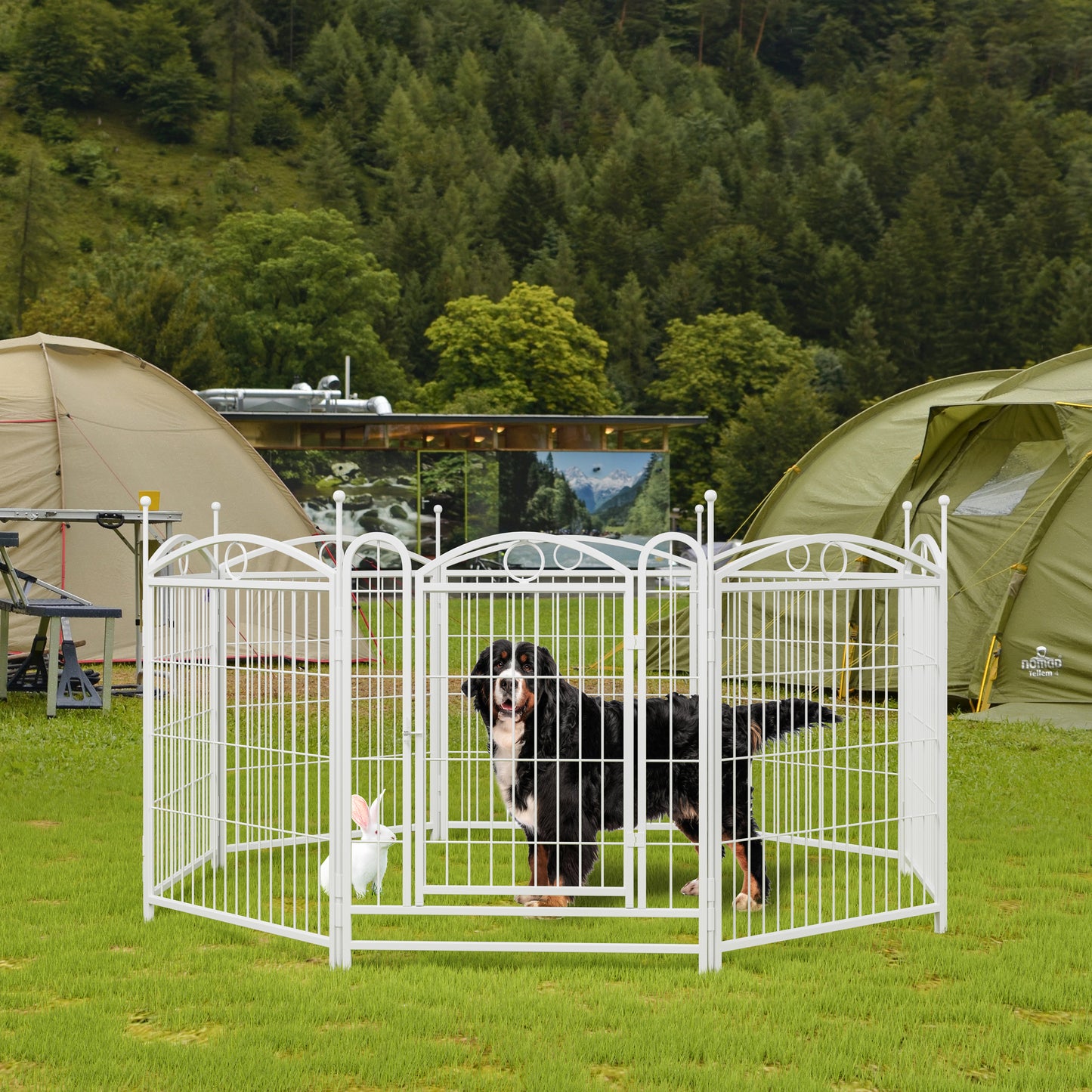 White metal pet playpen with a Bernese Mountain Dog and a white rabbit inside