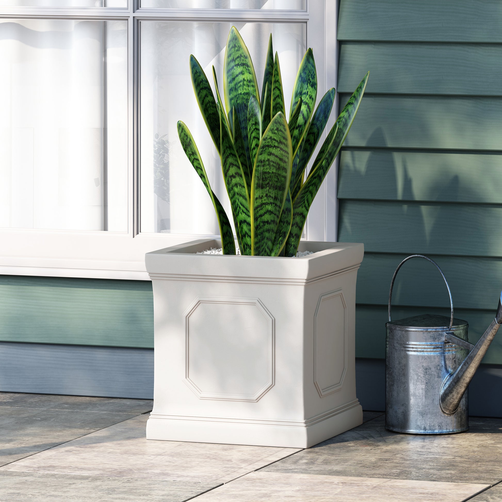 Snake plant in a modern white square planter with embossed octagonal details