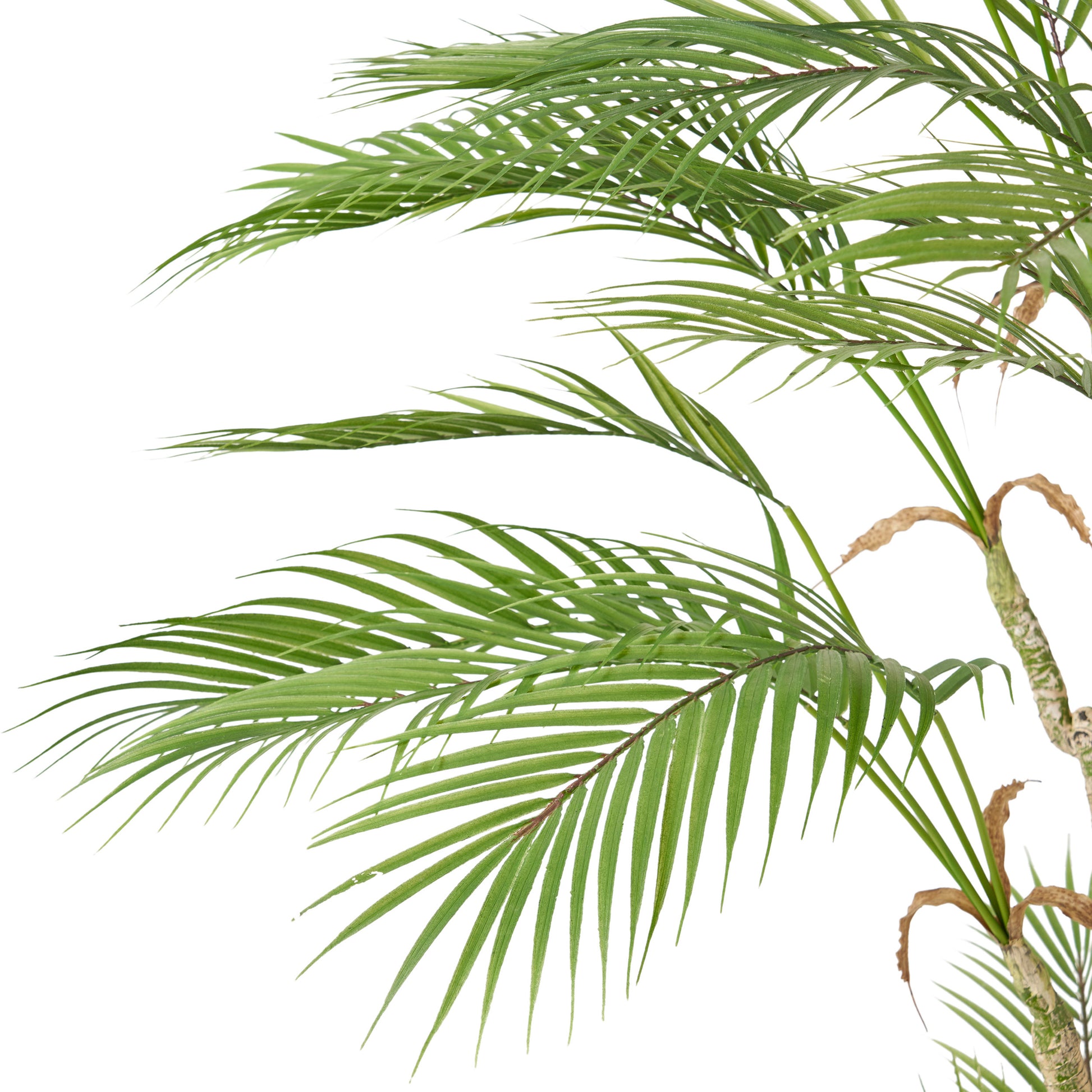 Green palm leaves and textured trunk on a white background tropical accent