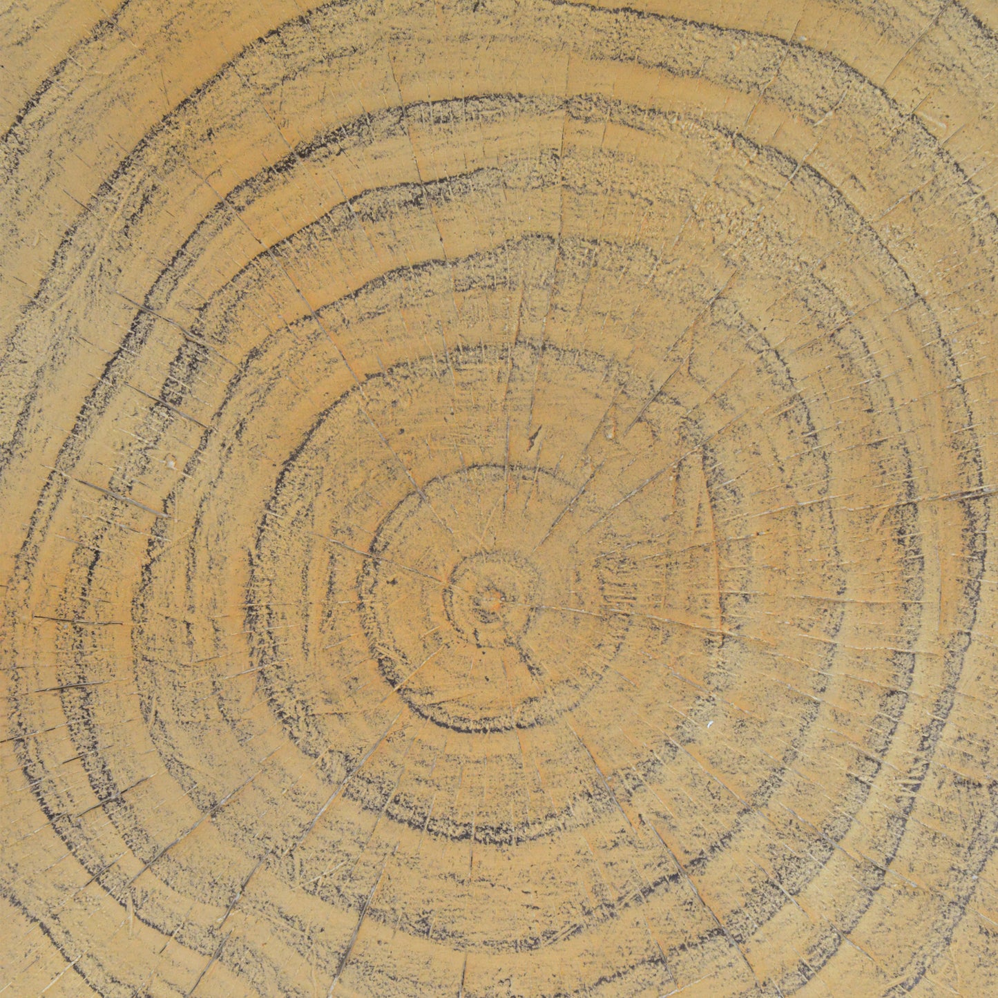 Closeup texture of a rustic wood slice with prominent growth rings and a warm natural wood tone