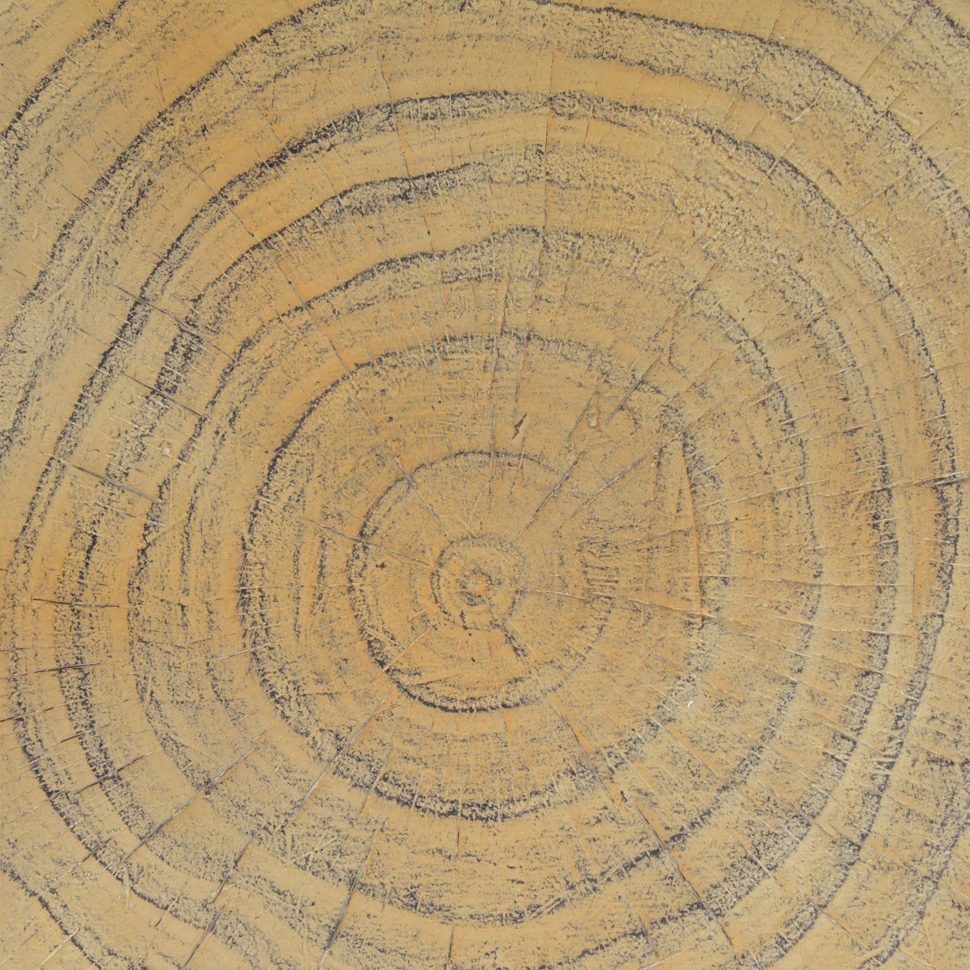 Closeup texture of a rustic wood slice with prominent growth rings and a warm natural wood tone