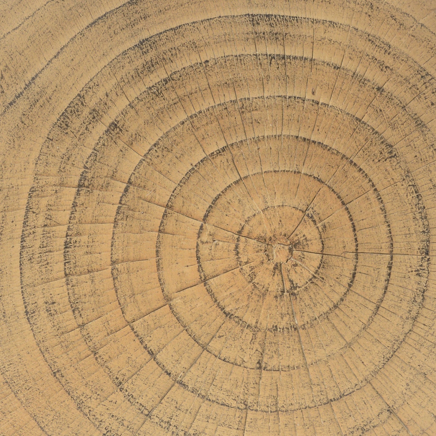 Closeup of a natural wood slice showing concentric growth rings and texture