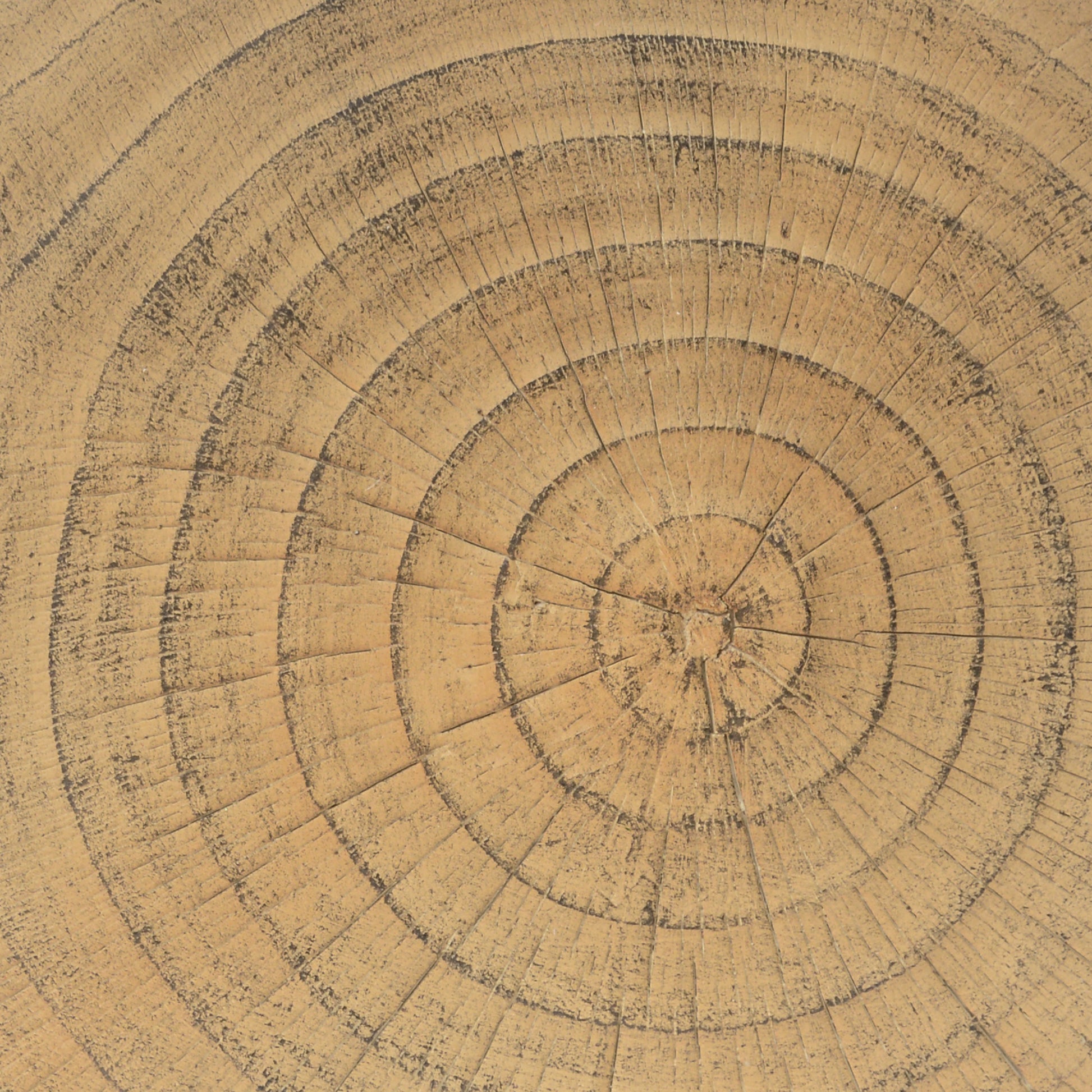 Closeup of a natural wood slice showing concentric growth rings and texture
