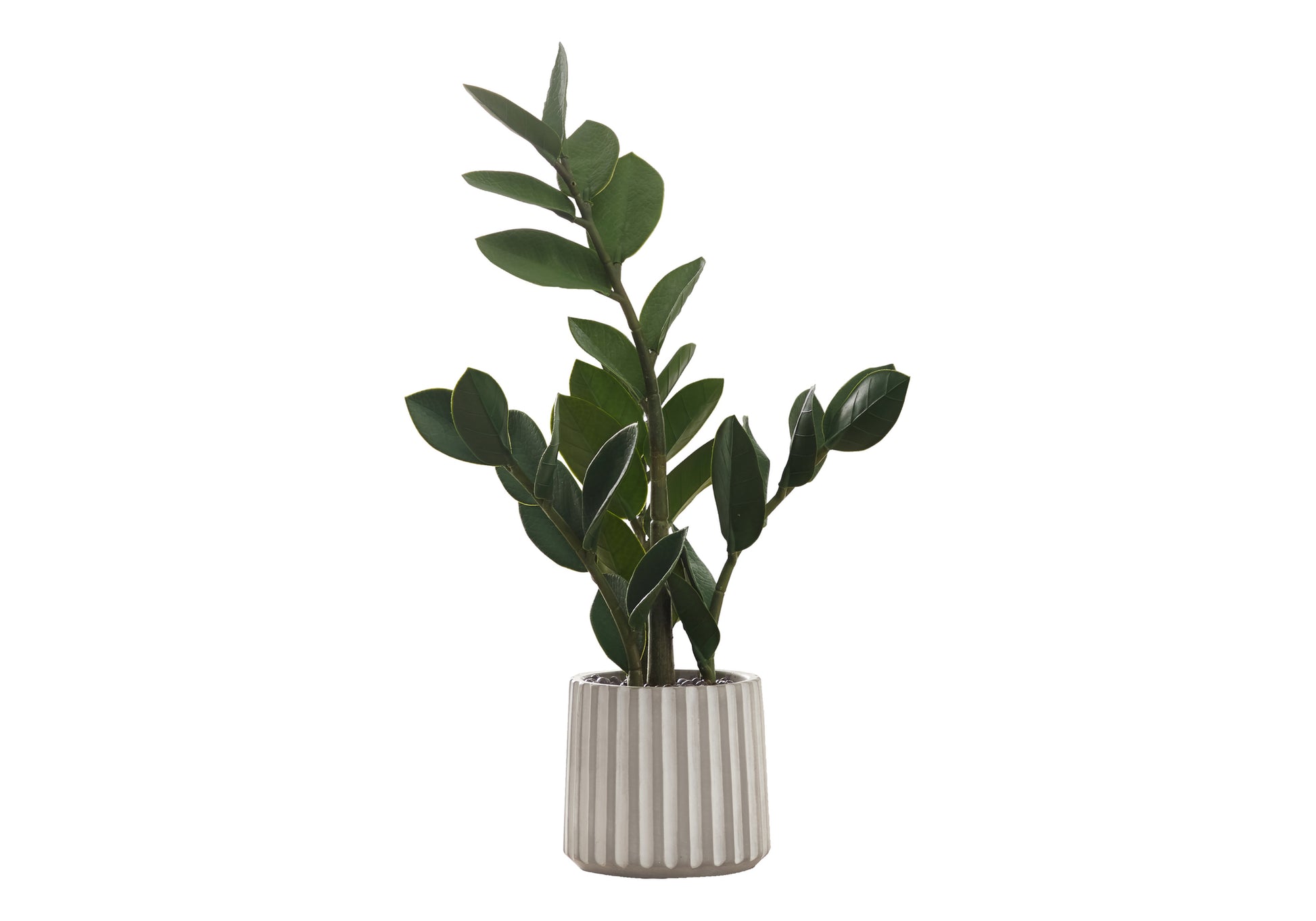 ZZ plant in a ribbed concrete planter a lowmaintenance indoor plant