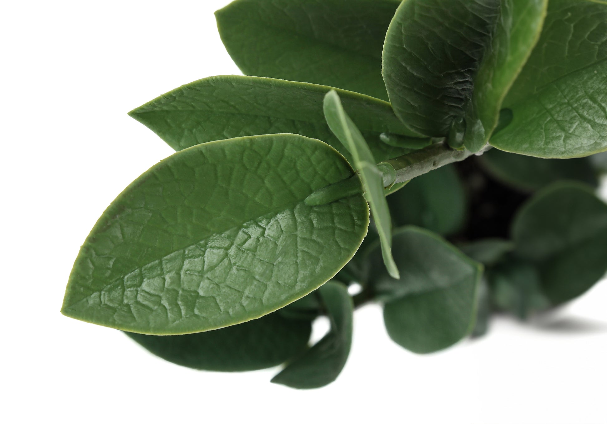 ZZ plant leaves closeup showing textured surface ideal for indoor decor