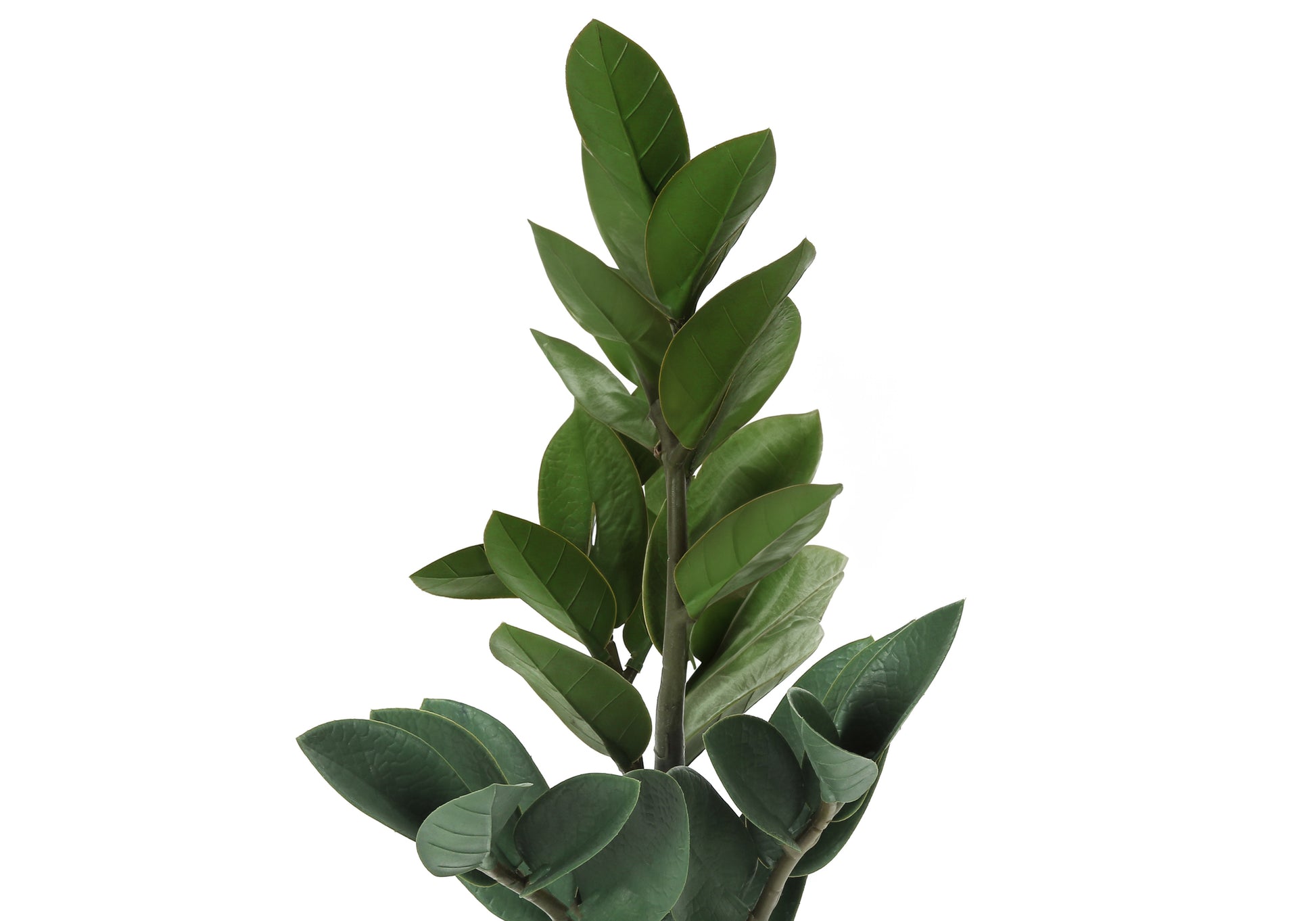 Closeup of a ZZ plant with glossy dark green leaves on a white background
