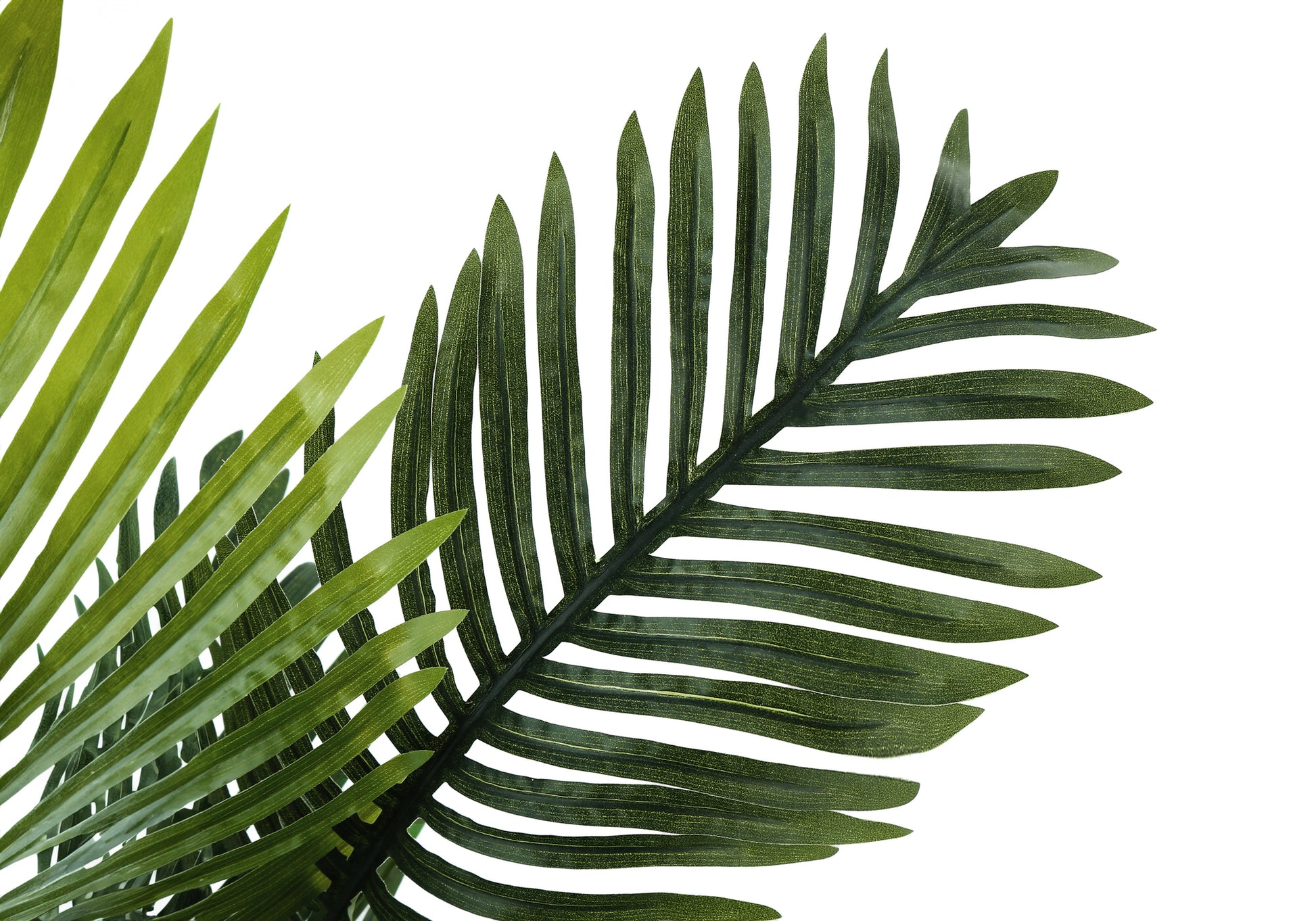 Large dark green palm leaf with prominent veins ideal for tropical decor