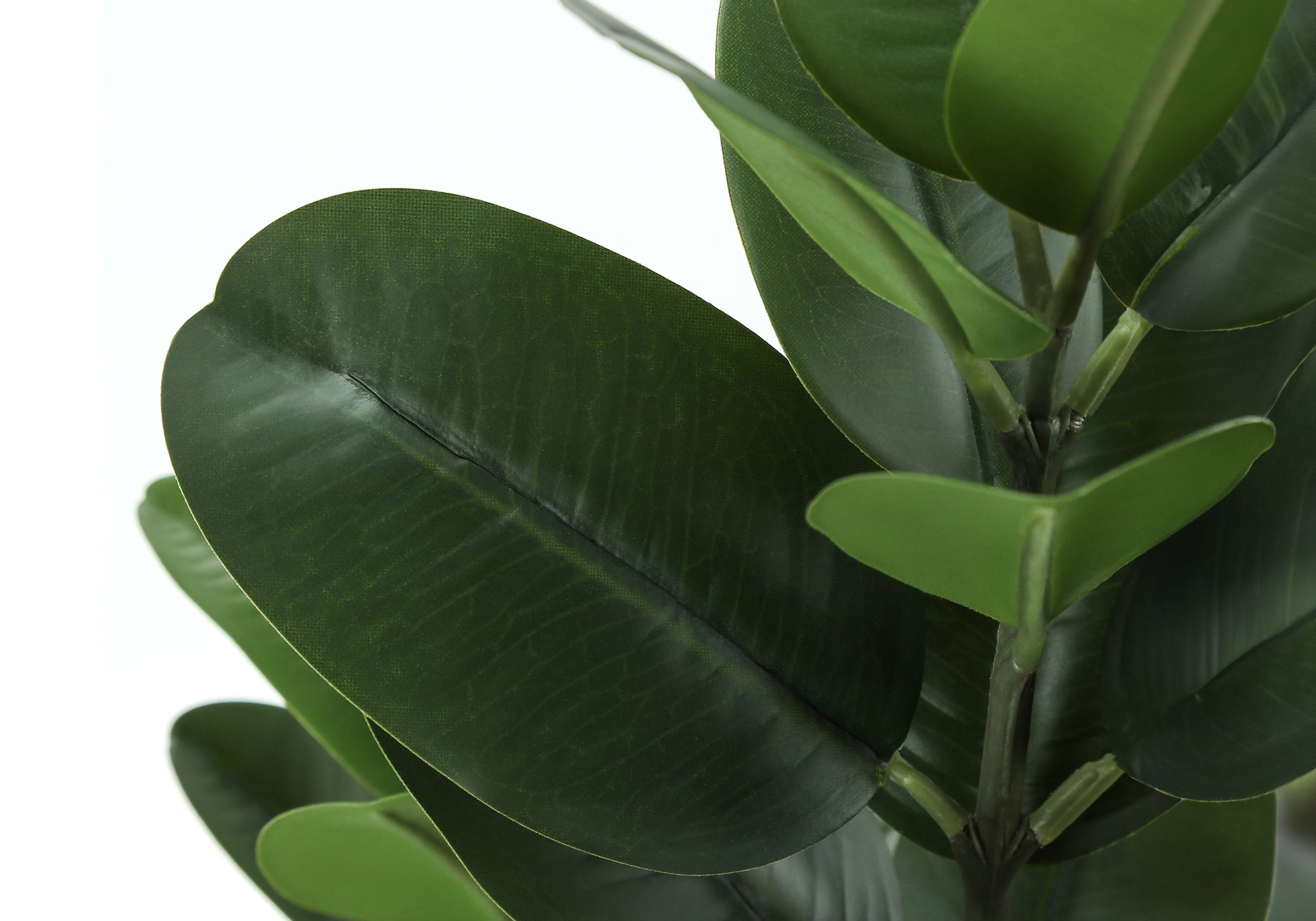 Closeup of lush green rubber plant leaves and stem perfect for home decor