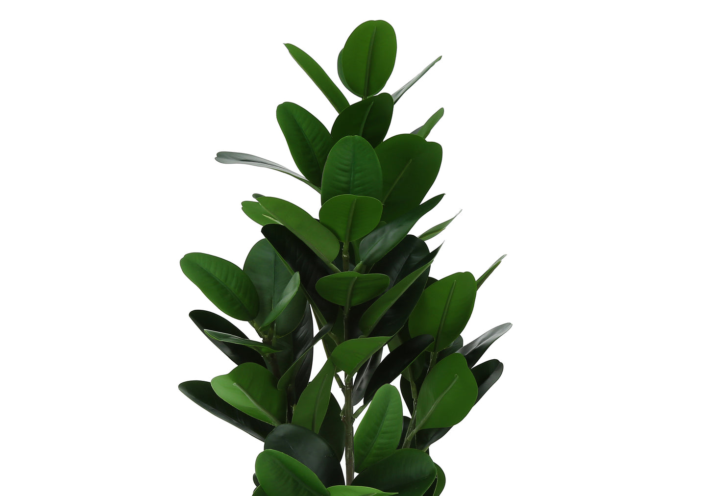 Closeup of a lush artificial ficus lyrata plant with glossy green leaves