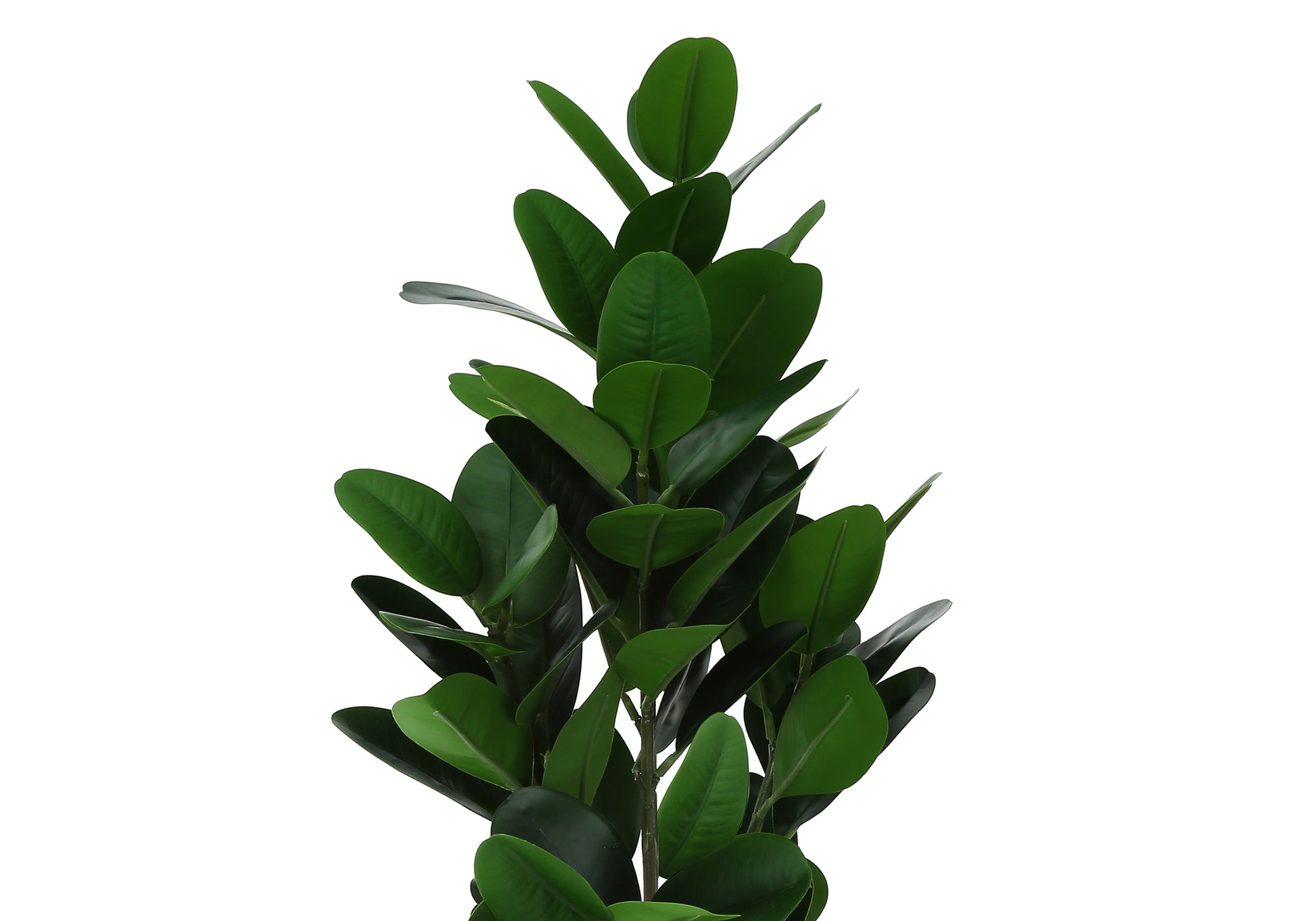 Closeup of a lush artificial ficus lyrata plant with glossy green leaves