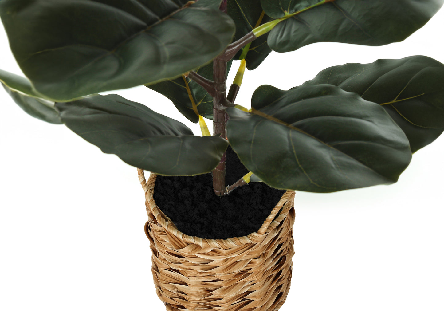Fiddle leaf fig plant with dark green leaves in a woven basket planter