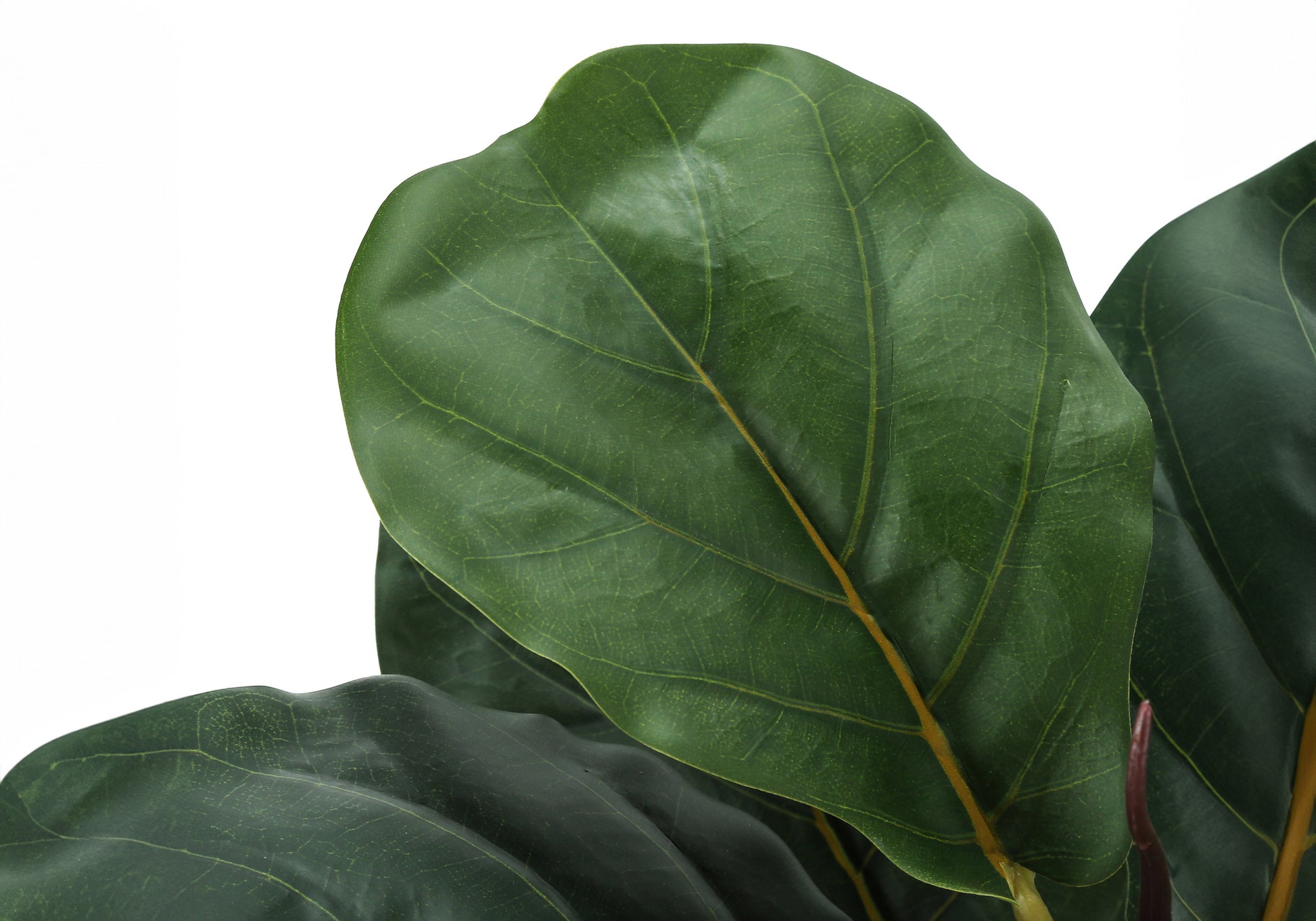 Deep green fiddle leaf fig plant leaves with prominent veins lush foliage