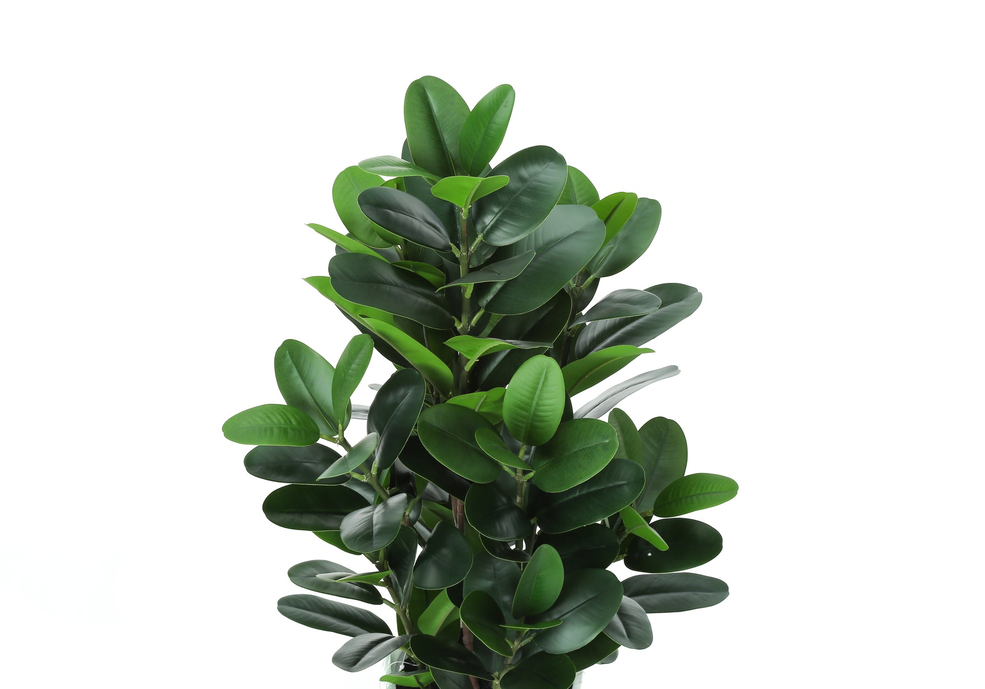 Lush green artificial ficus plant with broad glossy leaves perfect for home decor