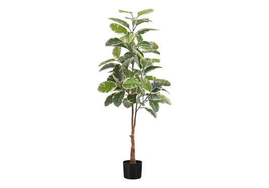 Tall variegated rubber plant with green and white leaves in black pot