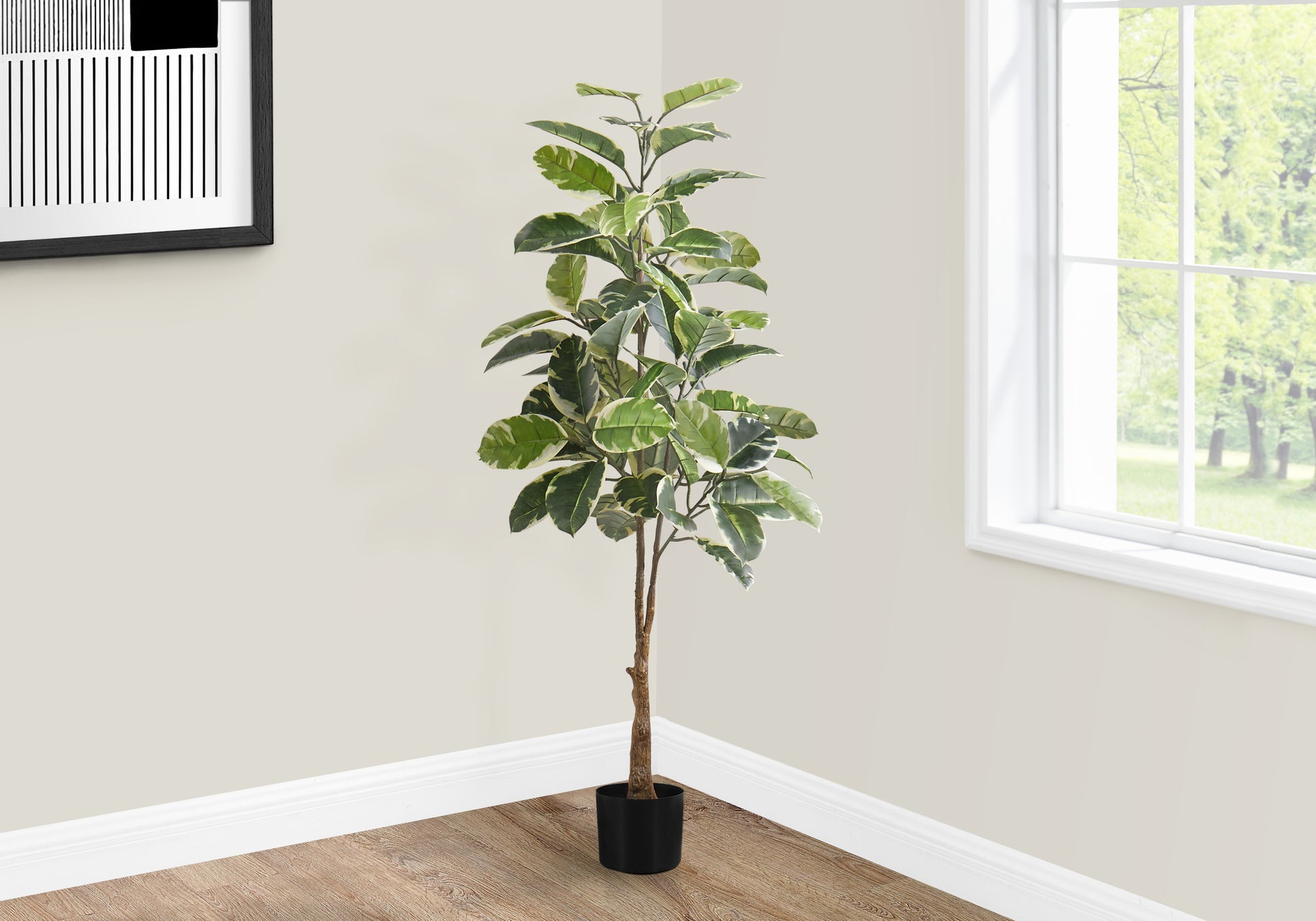 Variegated ficus lyrata plant with green and white leaves in a black pot