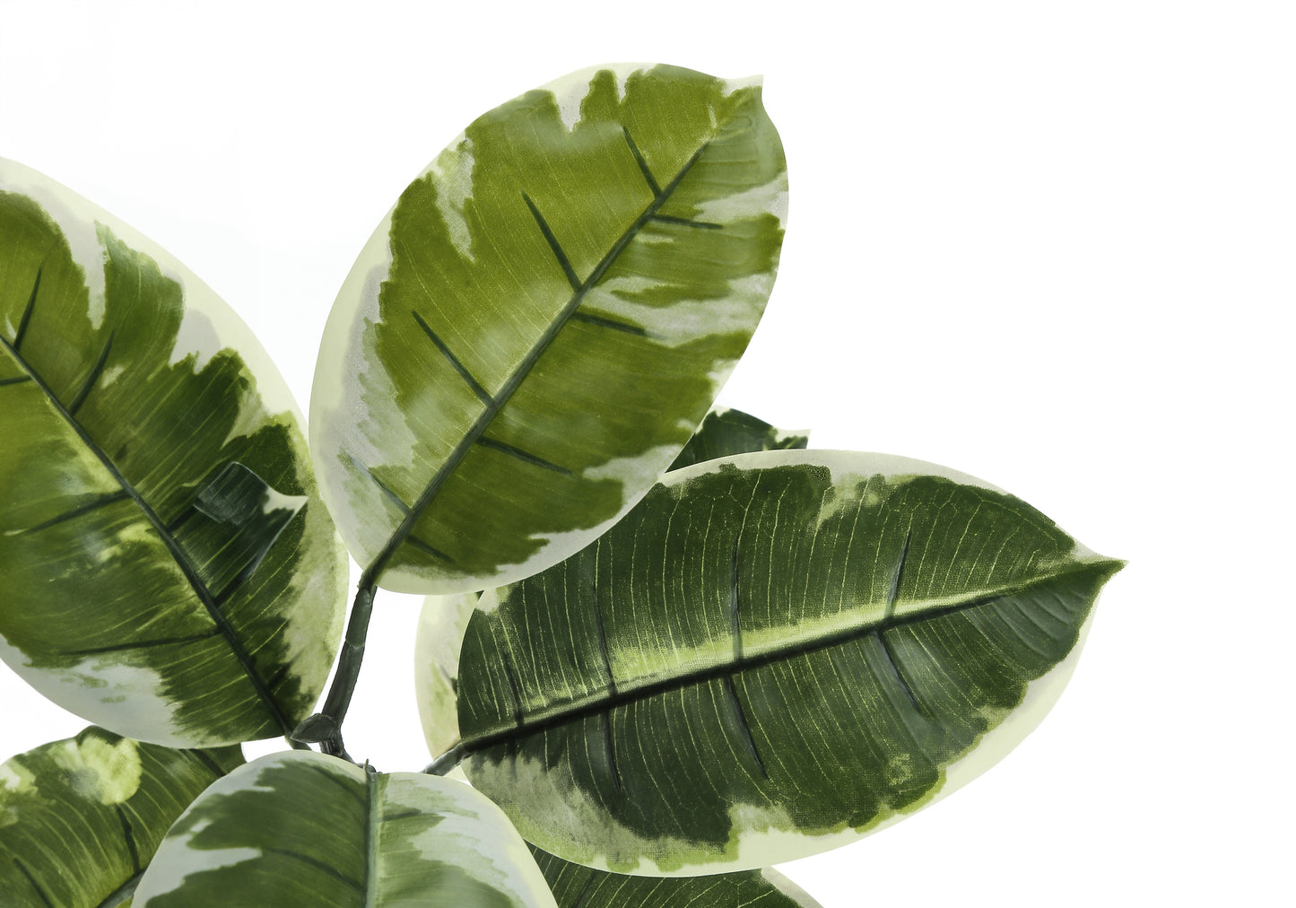 Closeup of variegated rubber plant leaves with green and cream marbling perfect for home decor