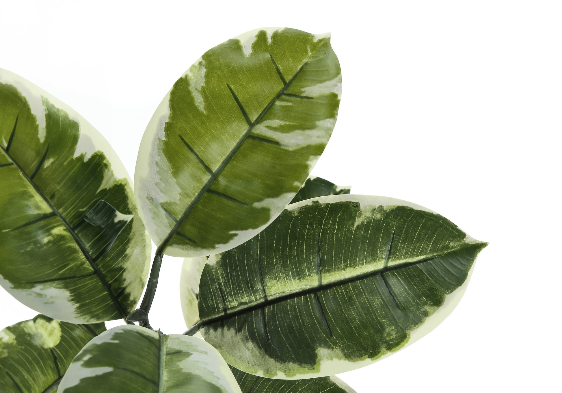 Closeup of variegated rubber plant leaves with green and cream marbling perfect for home decor