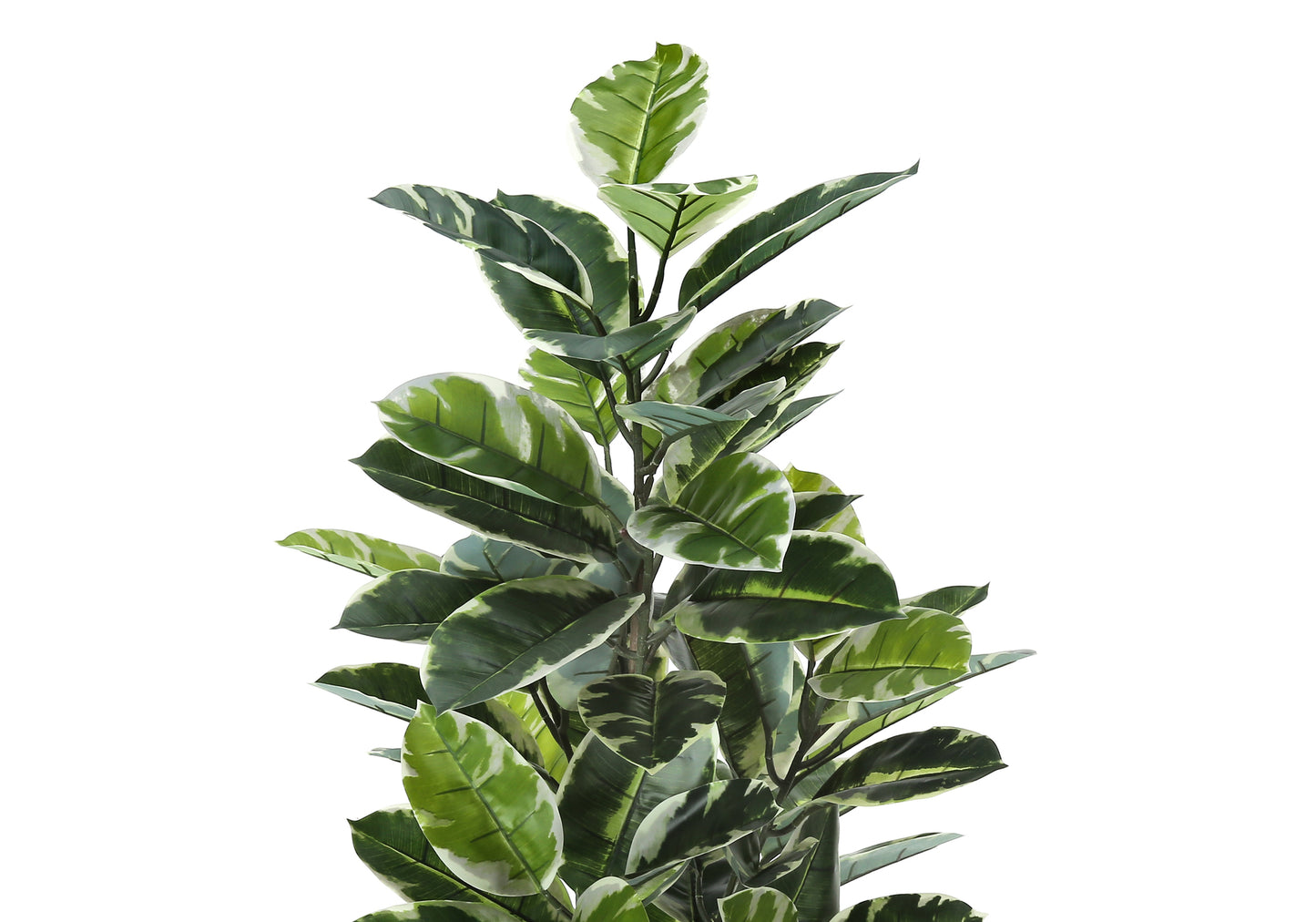 Tall variegated Ficus Elastica Tineke rubber plant with deep green and white speckled leaves