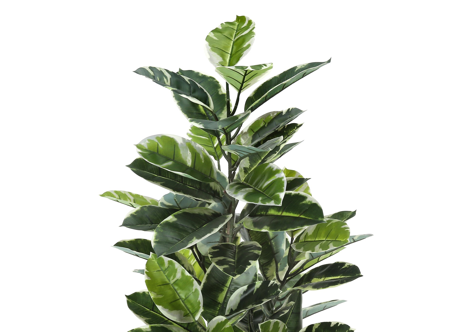 Tall variegated Ficus Elastica Tineke rubber plant with deep green and white speckled leaves