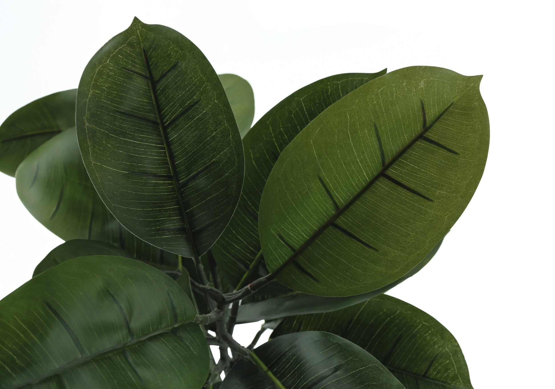 Close up of dark green Ficus elastica leaves with prominent veins