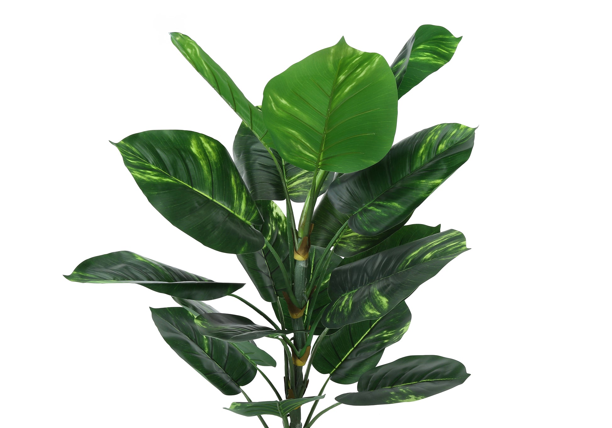 Large green Dieffenbachia plant with variegated leaves perfect for home decor