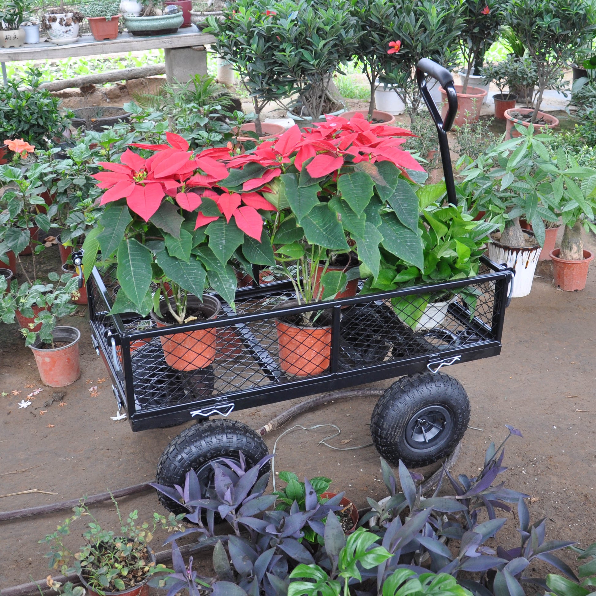 Black garden cart filled with blooming red poinsettias and green plants
