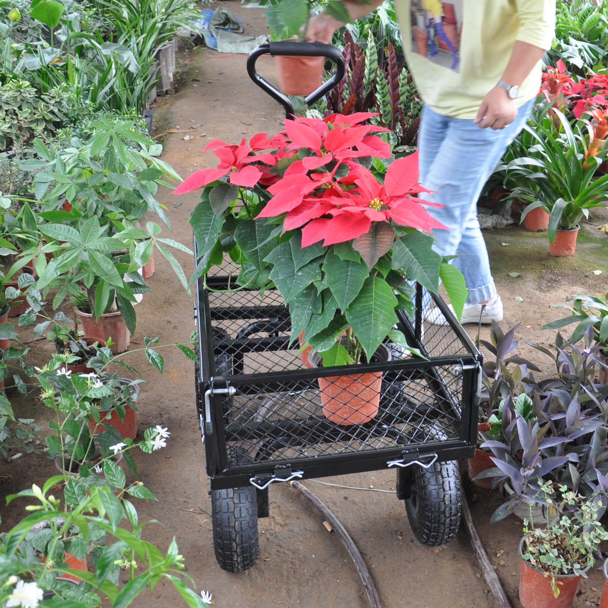 Bright red poinsettia plant with green leaves in a terracotta pot on a garden cart