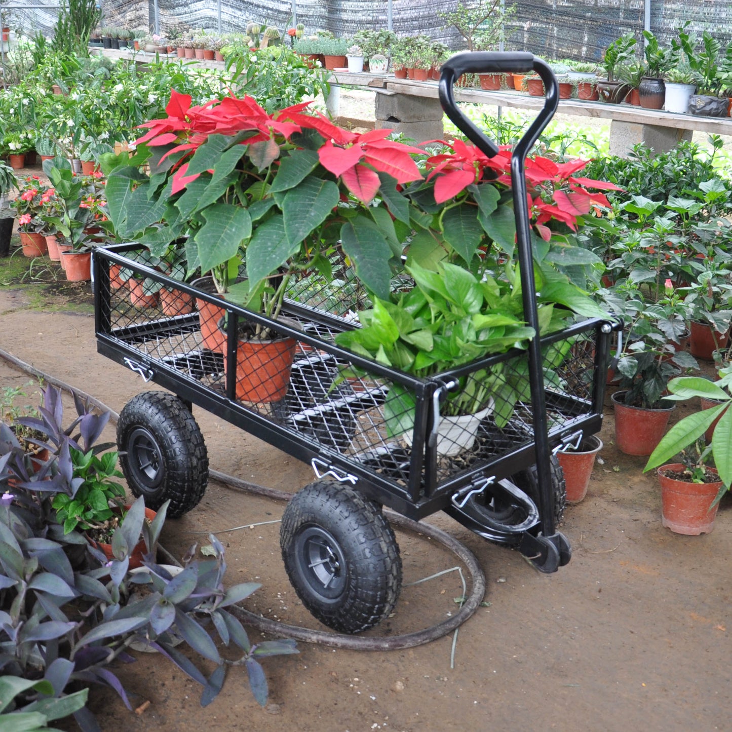Black metal garden utility cart filled with poinsettias and green plants