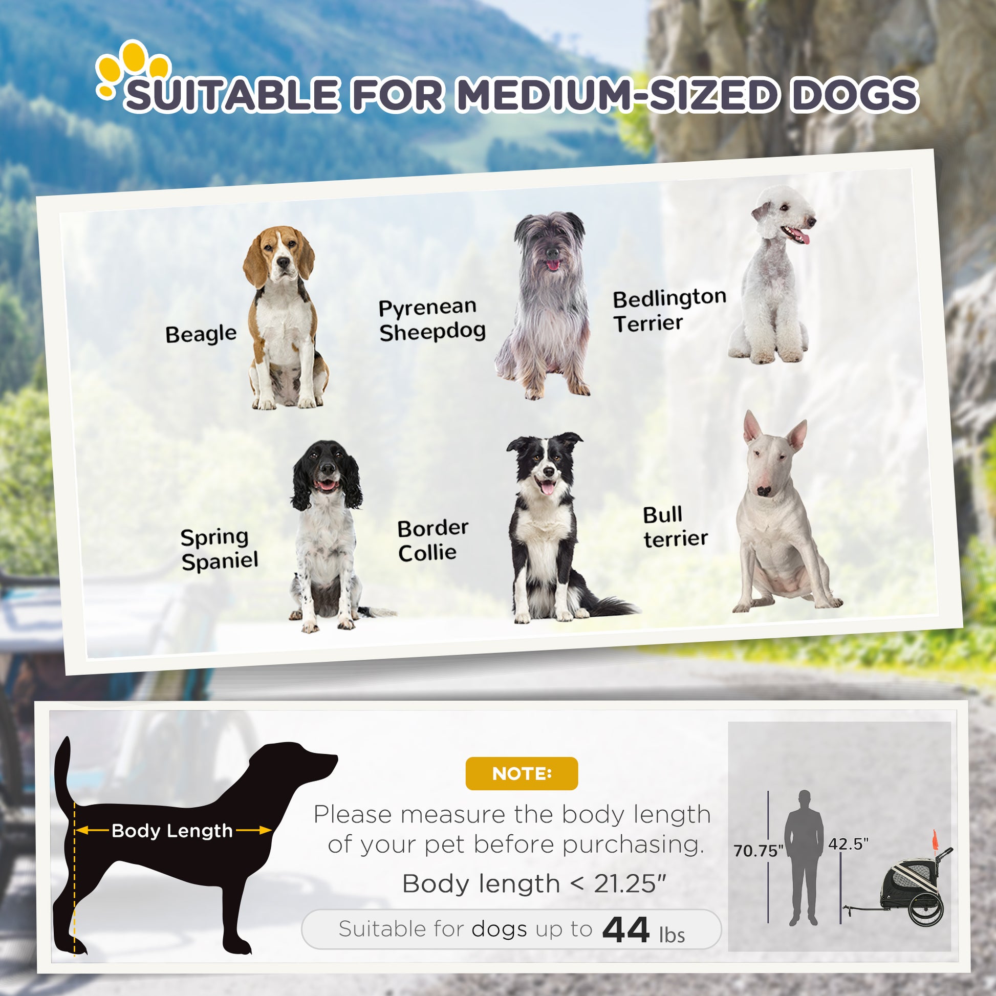 Beagle dog a popular breed known for its friendly demeanor and medium size