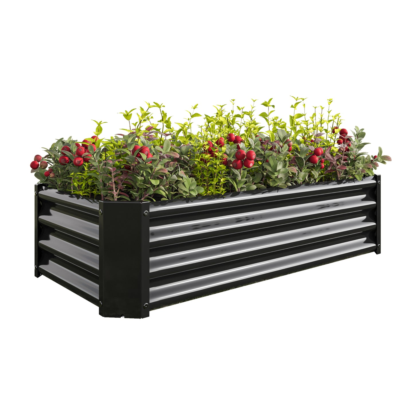 Black corrugated metal raised garden bed with lush greenery and red berries