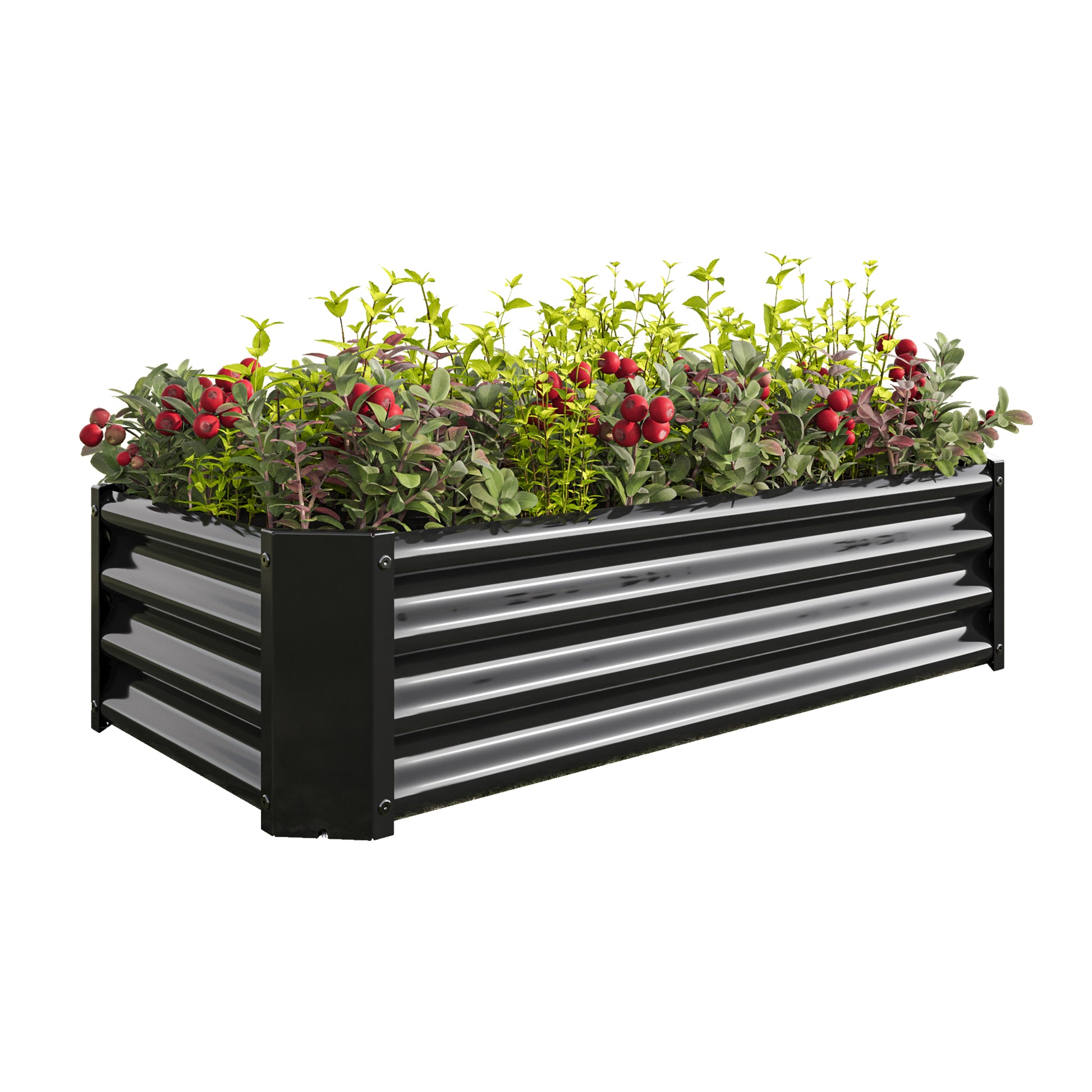 Black corrugated metal raised garden bed with lush greenery and red berries