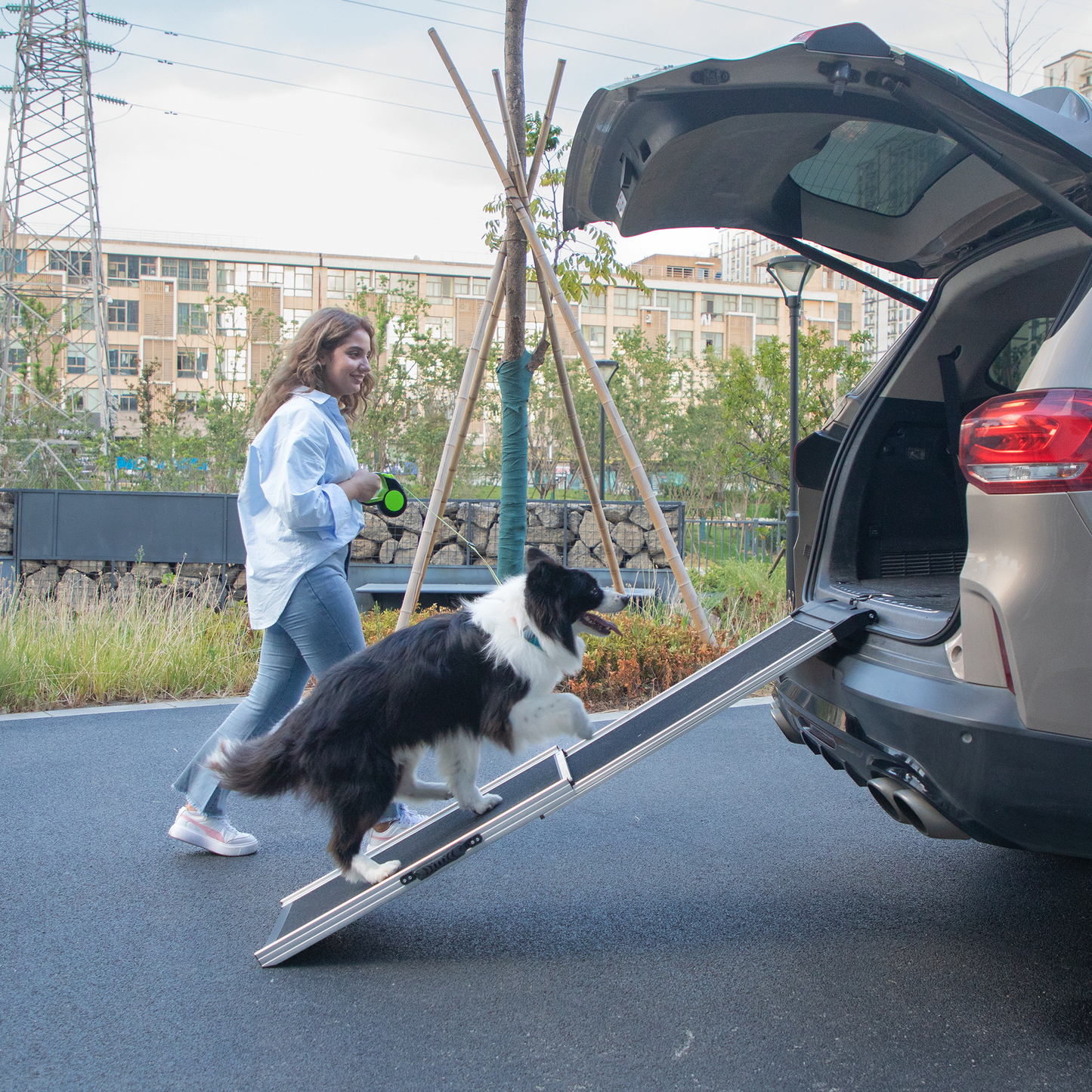 Collapsible aluminum dog ramp for SUVs helping a border collie walk into car