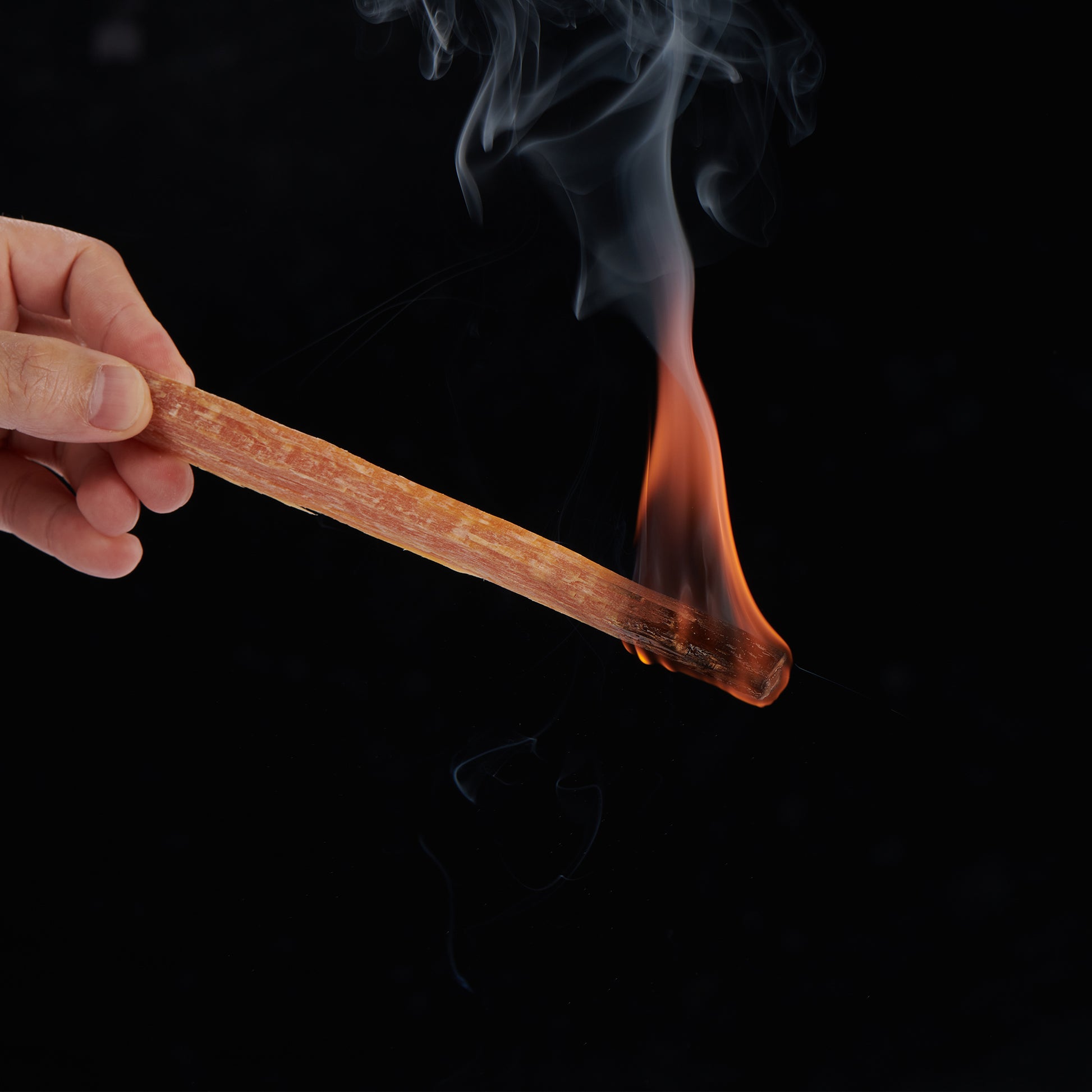 Flaming pine splinter providing tinder for campfires and outdoor survival
