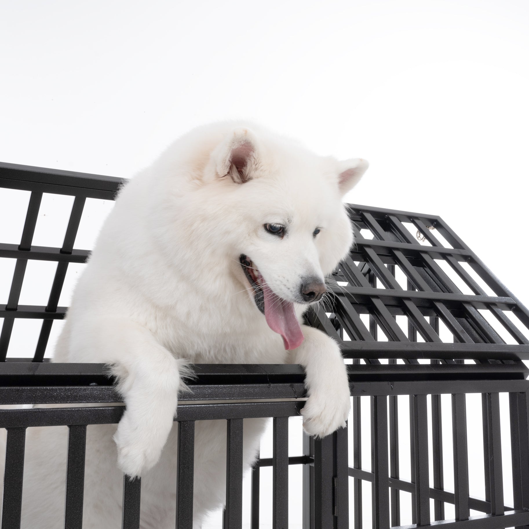 Fluffy white dog resting its paws on a heavyduty black metal dog crate